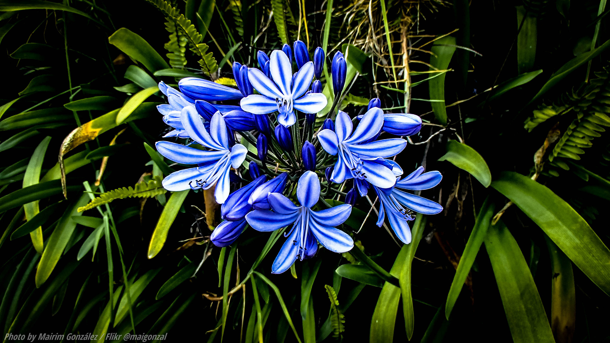 Olympus TG-630 sample photo. Blue flowers photography