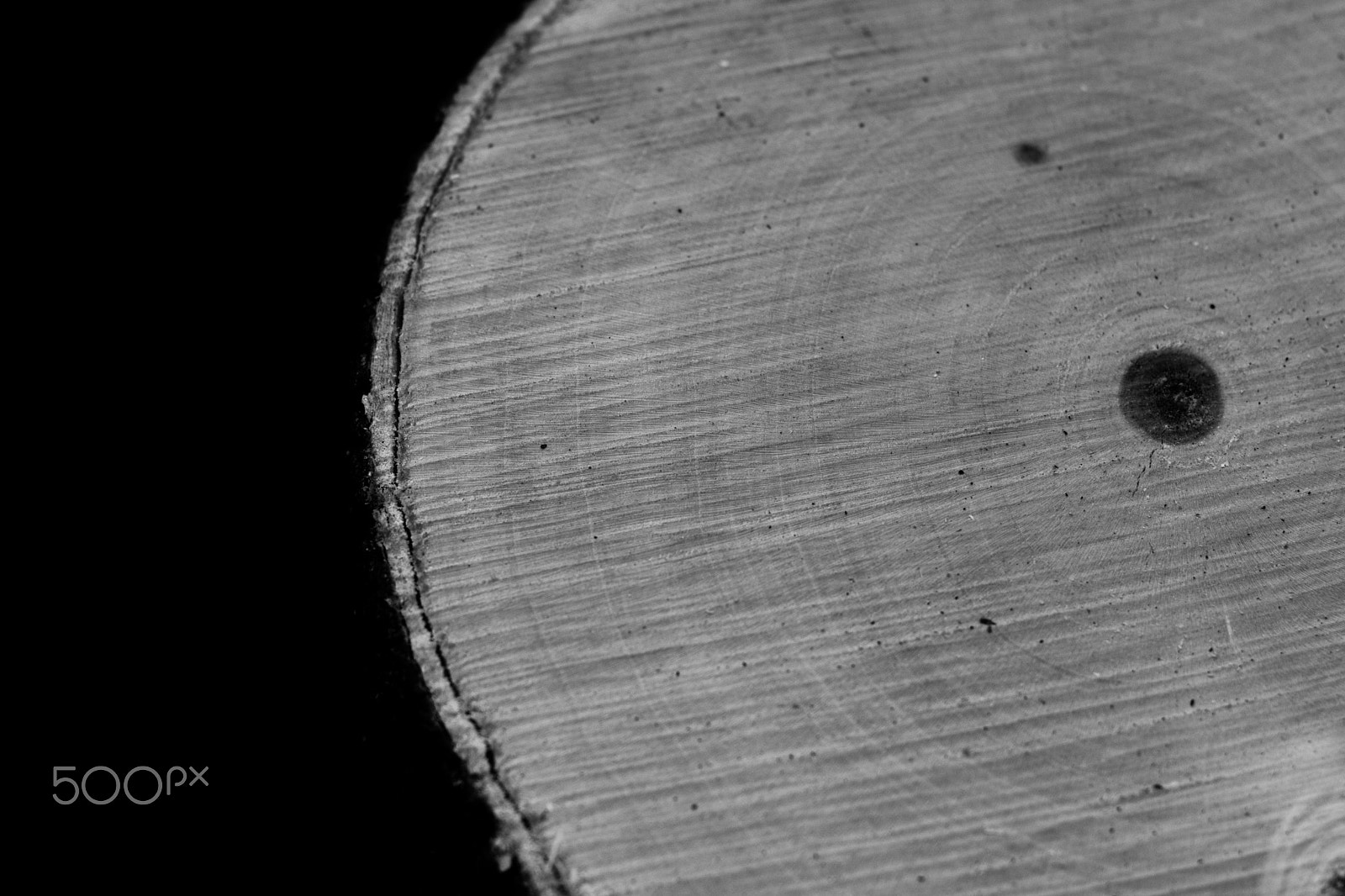 Nikon D5500 + Nikon AF-S Nikkor 50mm F1.4G sample photo. Tree rings in black and white photography