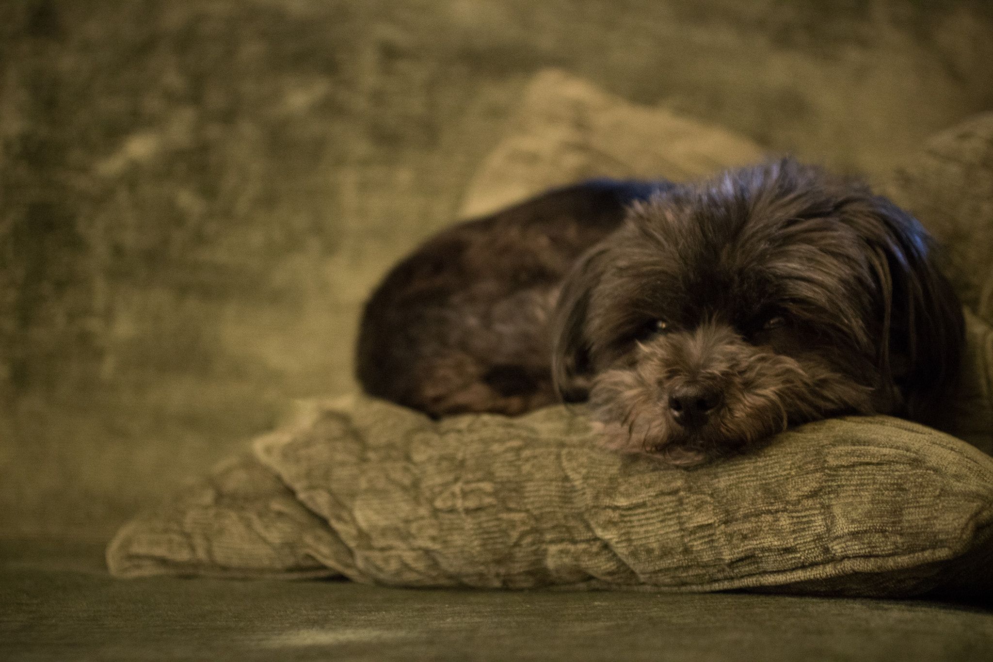 Canon EF 50mm F2.5 Macro sample photo. Zai zai photography