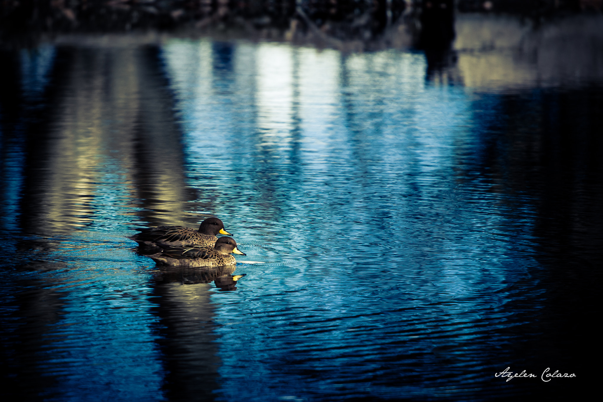 Canon EOS 700D (EOS Rebel T5i / EOS Kiss X7i) + Canon EF 70-200mm F4L USM sample photo. Ducks photography