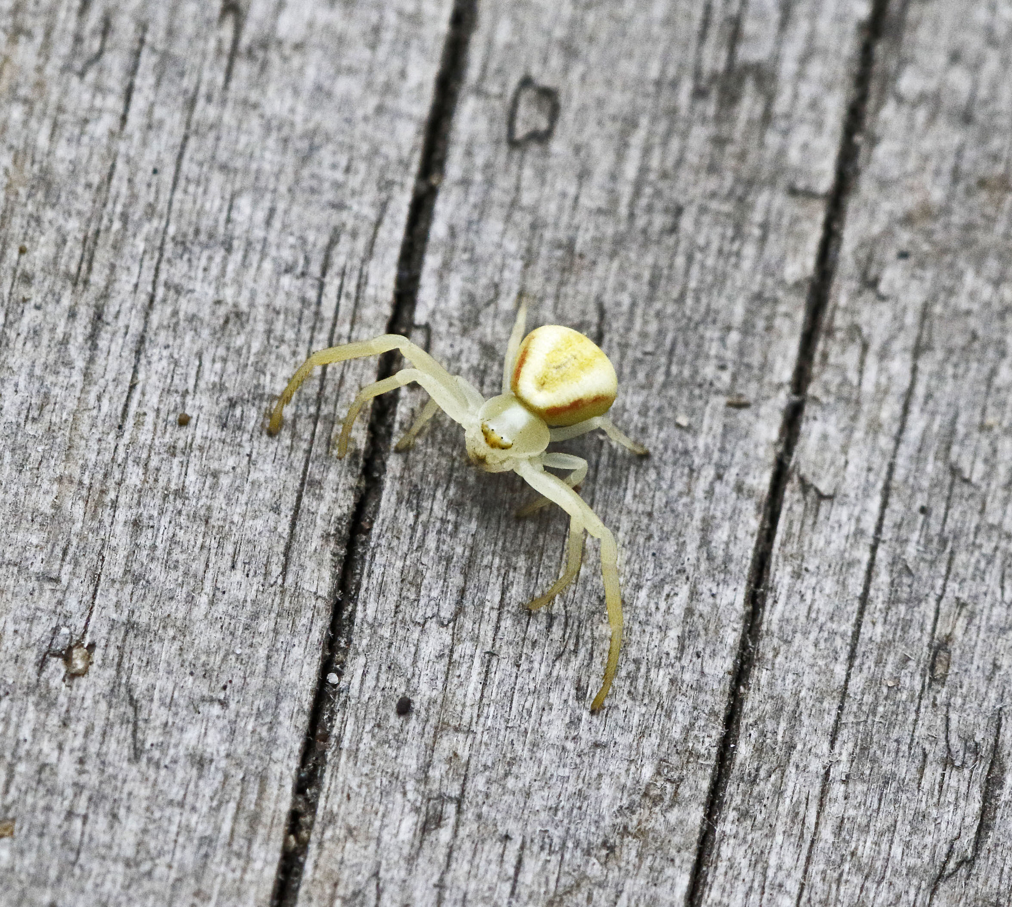 Canon EF 180mm F3.5L Macro USM sample photo. Summertime pics photography