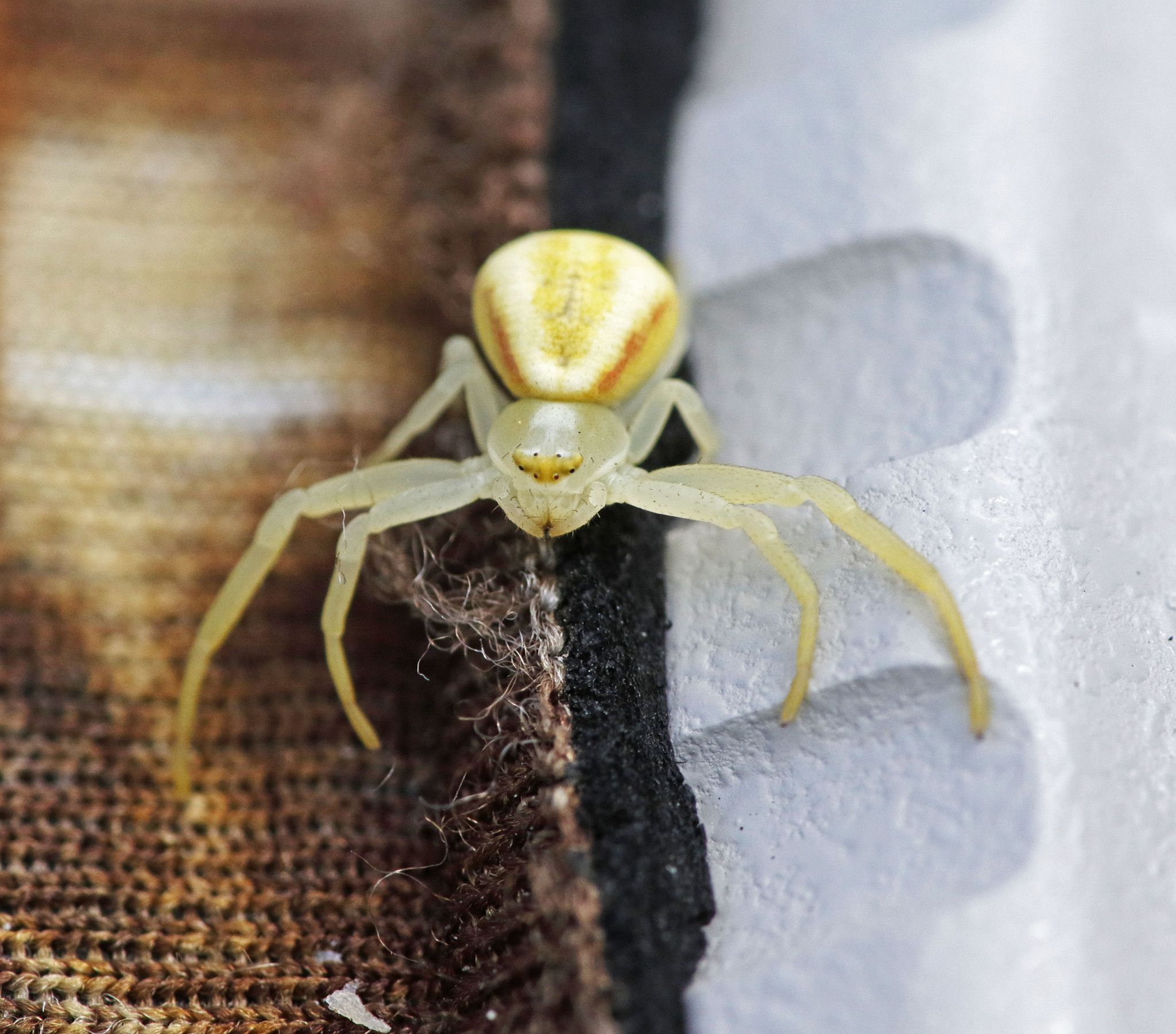 Canon EF 180mm F3.5L Macro USM sample photo. Summertime pics photography