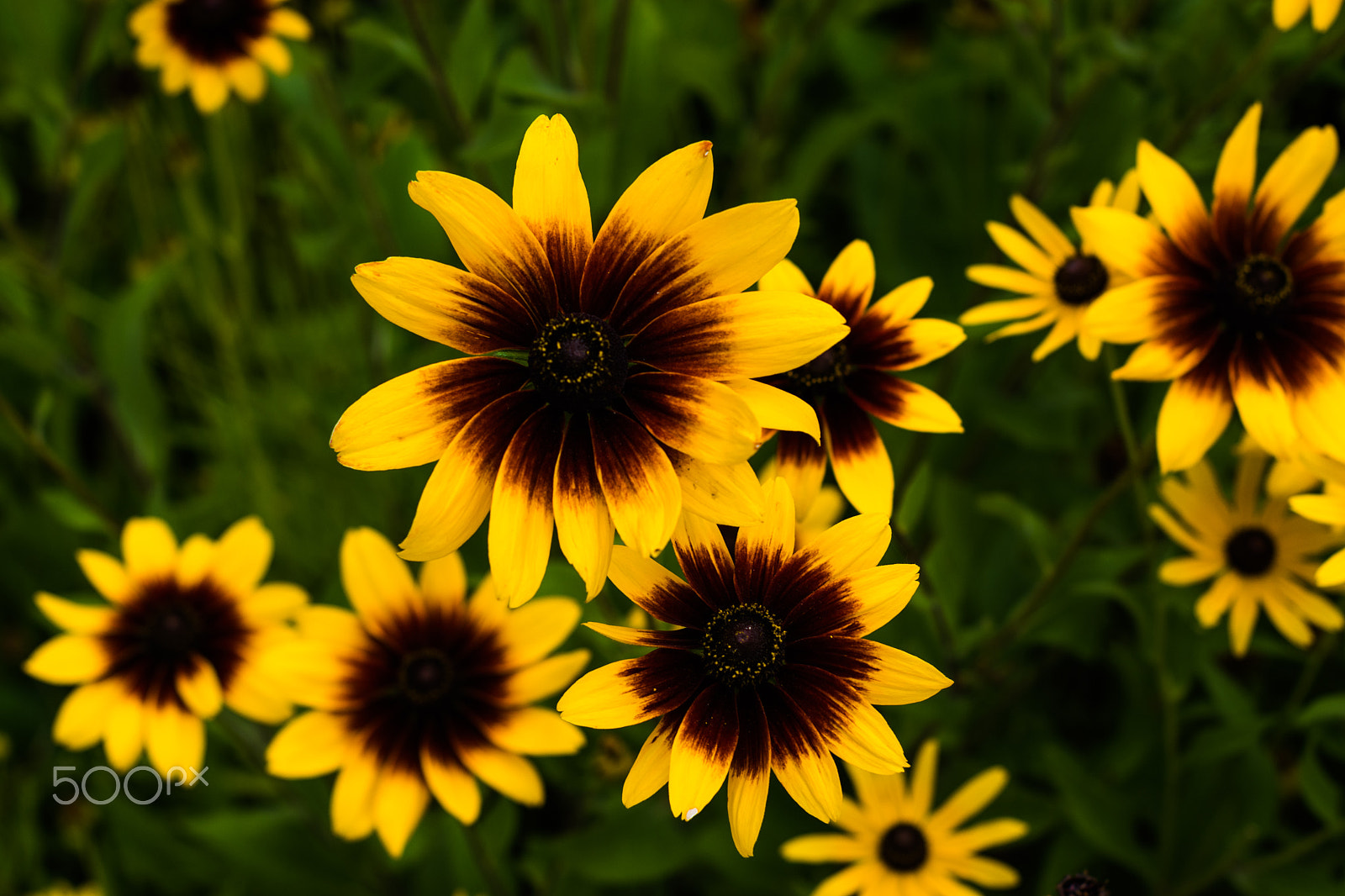 Nikon D5500 + Nikon AF-S Nikkor 50mm F1.4G sample photo. Yellow flowers photography