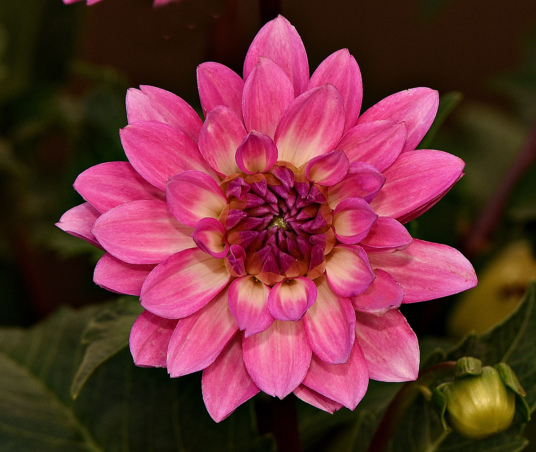 Tamron SP 70-200mm F2.8 Di VC USD sample photo. Pink dalhia photography