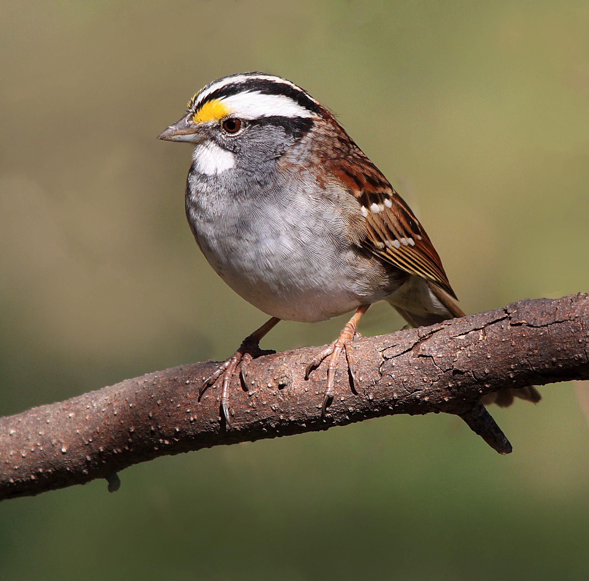 Sigma 150-500mm F5-6.3 DG OS HSM sample photo. Sparrow photography