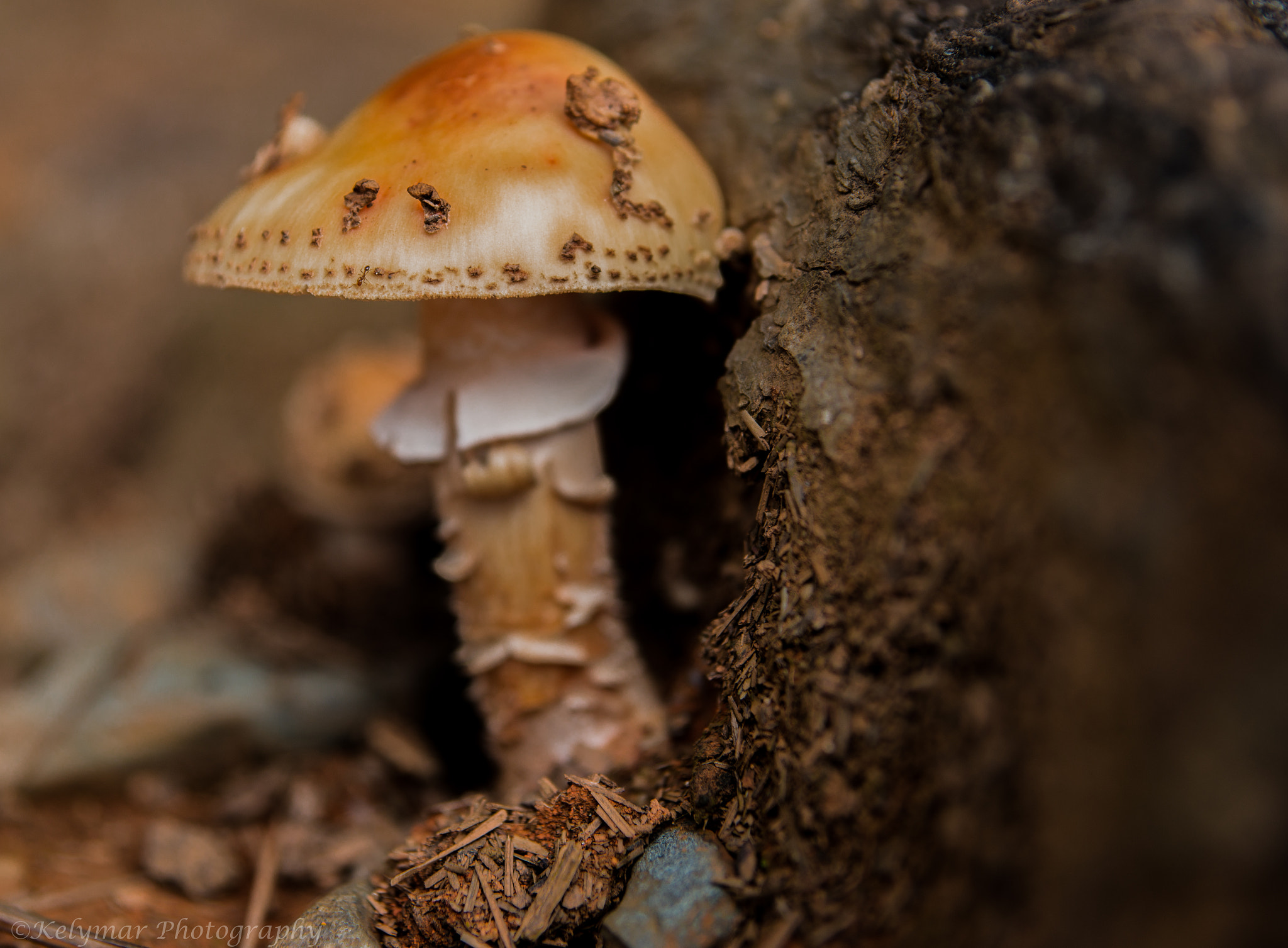 Sony Alpha DSLR-A850 sample photo. Mushroom photography