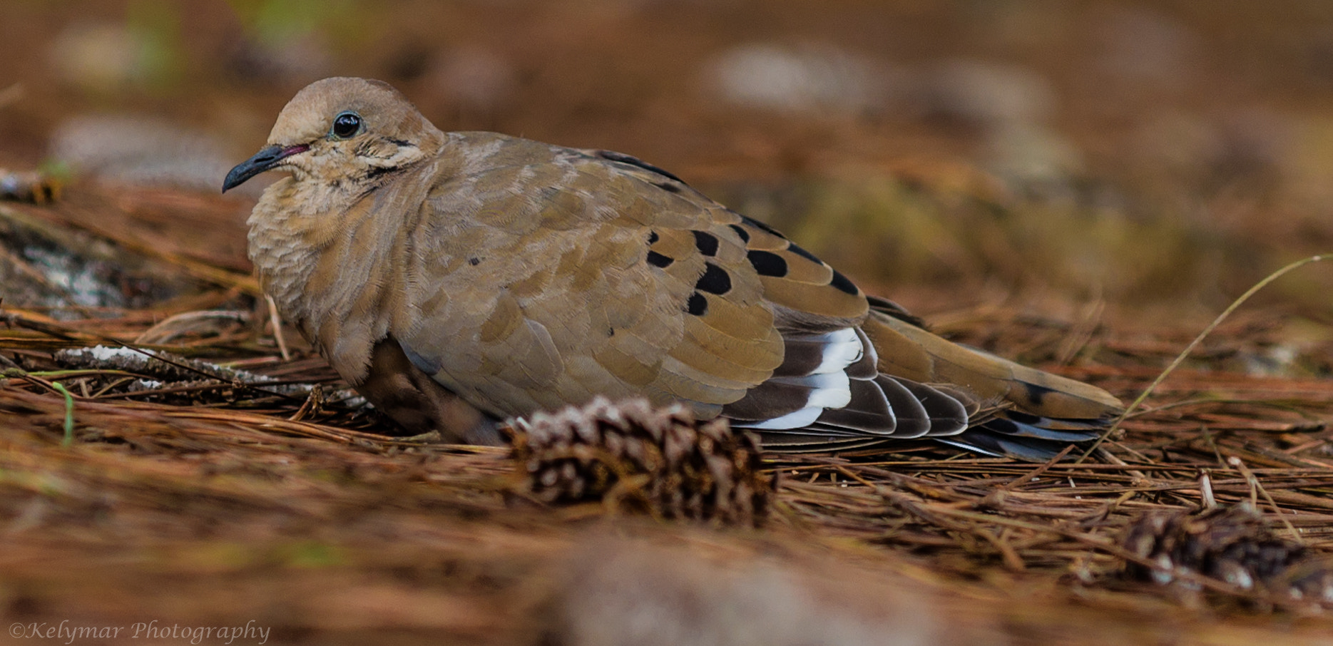 Sony Alpha DSLR-A850 sample photo. Last picture of a beautiful bird photography