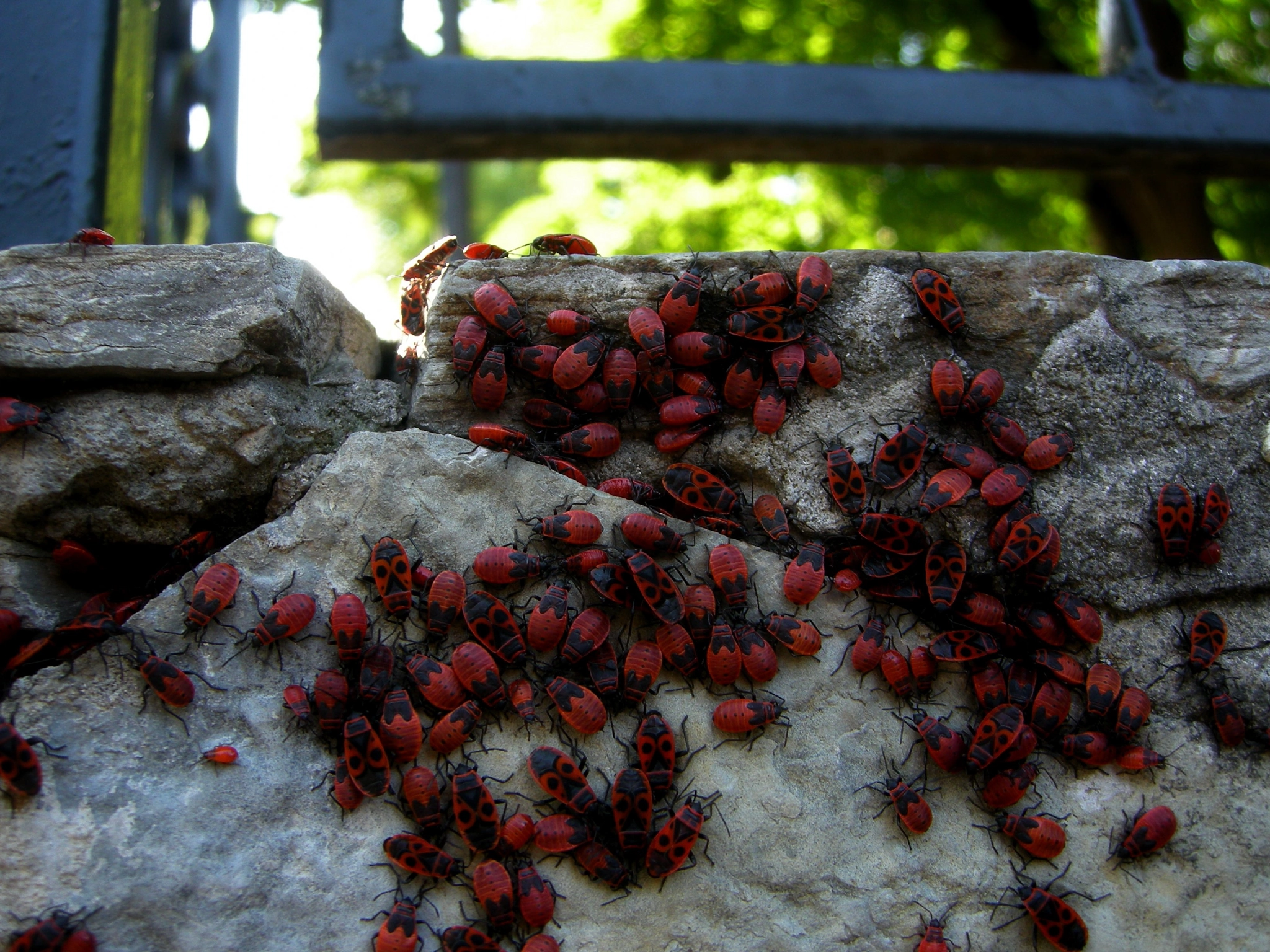 Nikon COOLPIX P5000 sample photo. Insects photography