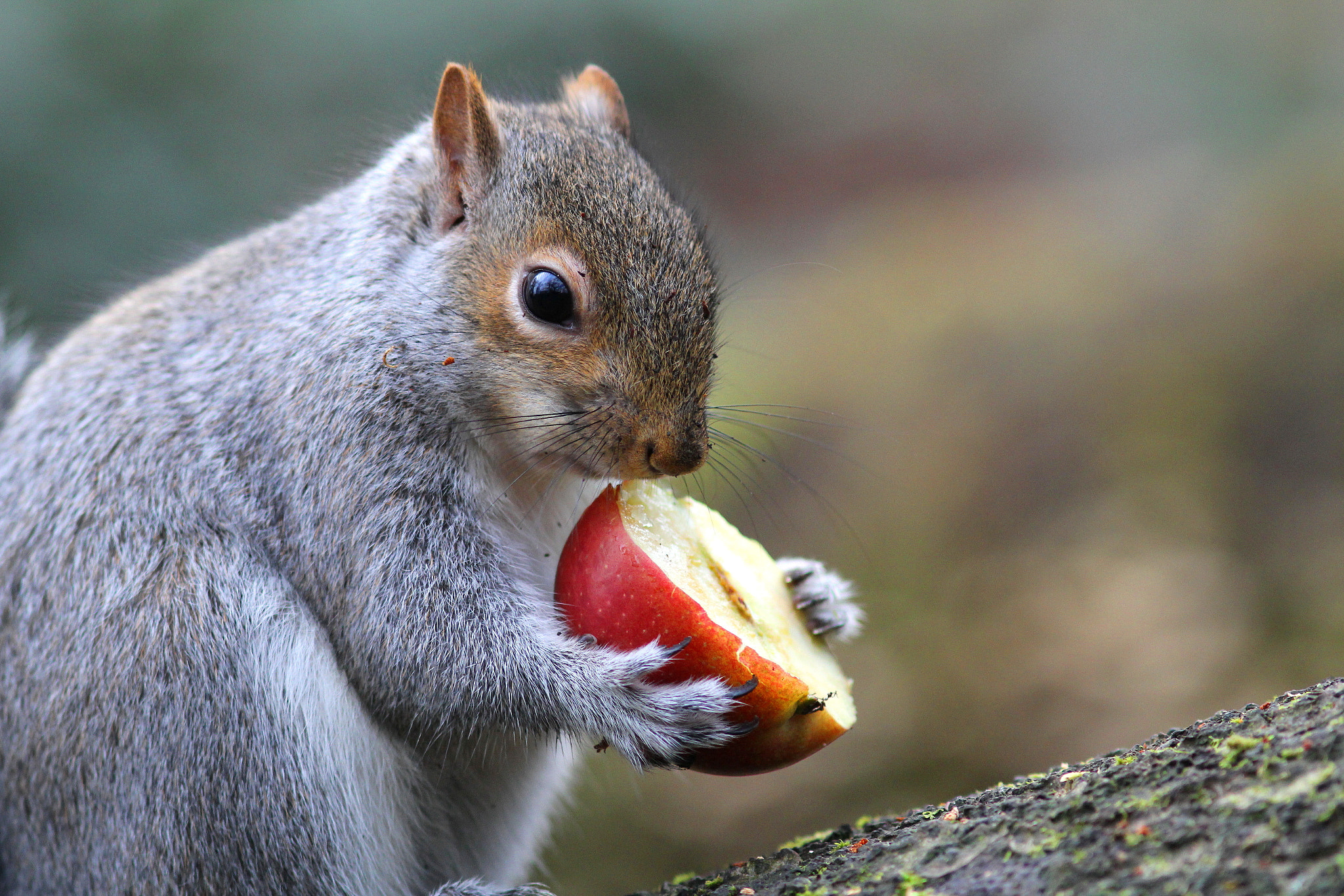 Canon EF 300mm F4L IS USM sample photo. Greedy squirrel photography