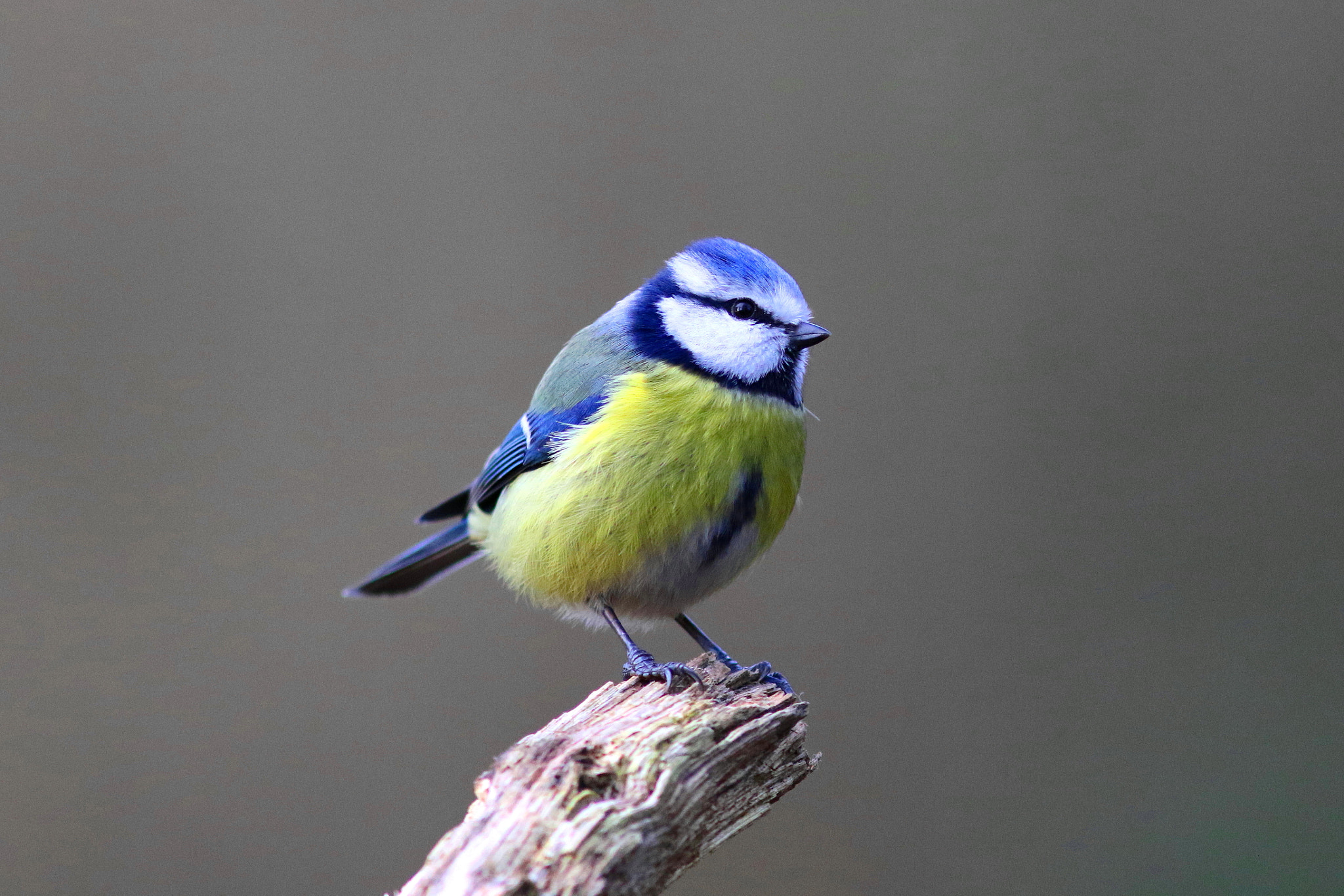 Canon EF 300mm F4L IS USM sample photo. Blue tit photography