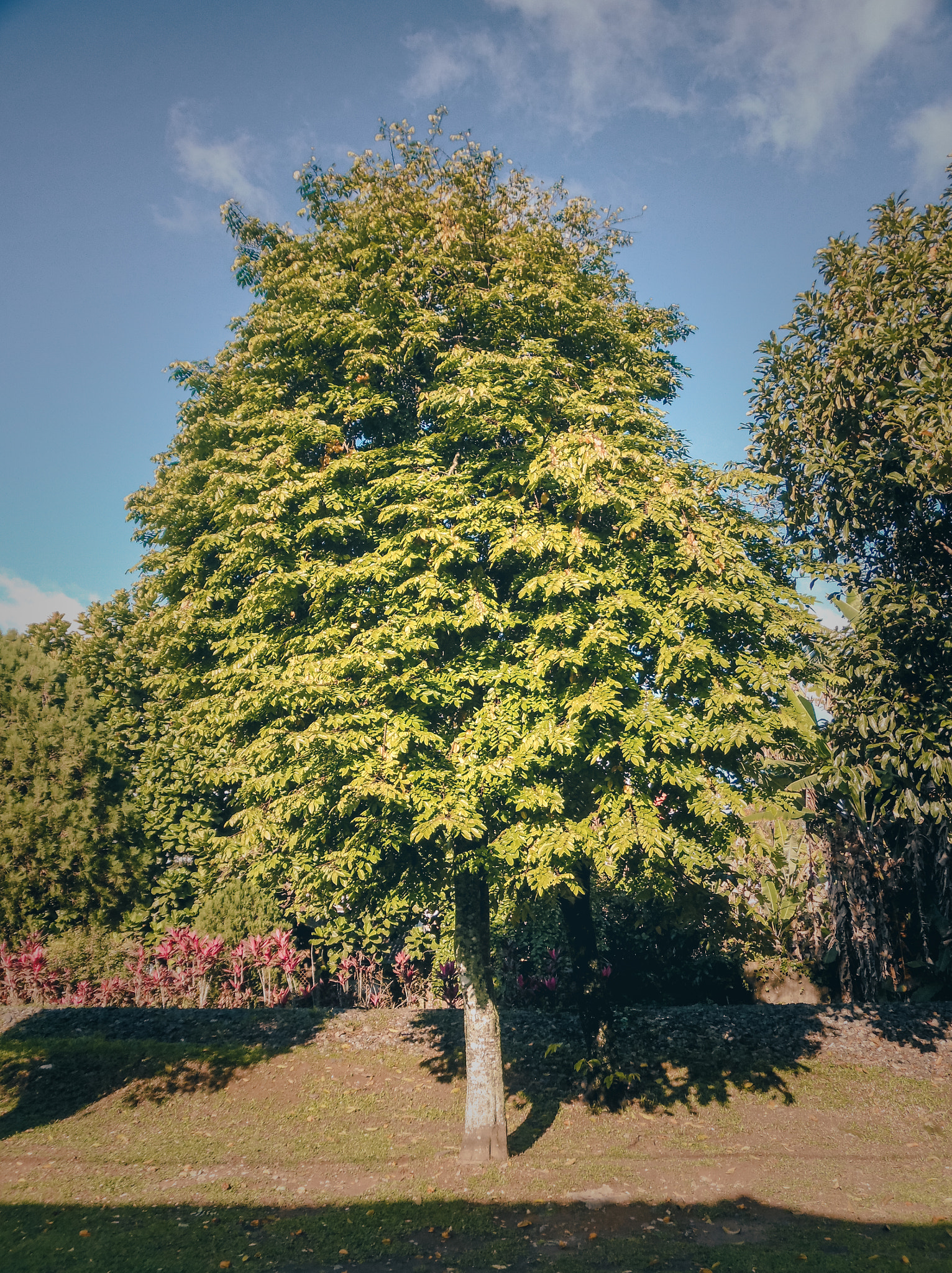 Samsung WB35F/WB36F/WB37F sample photo. Cor indecisa photography