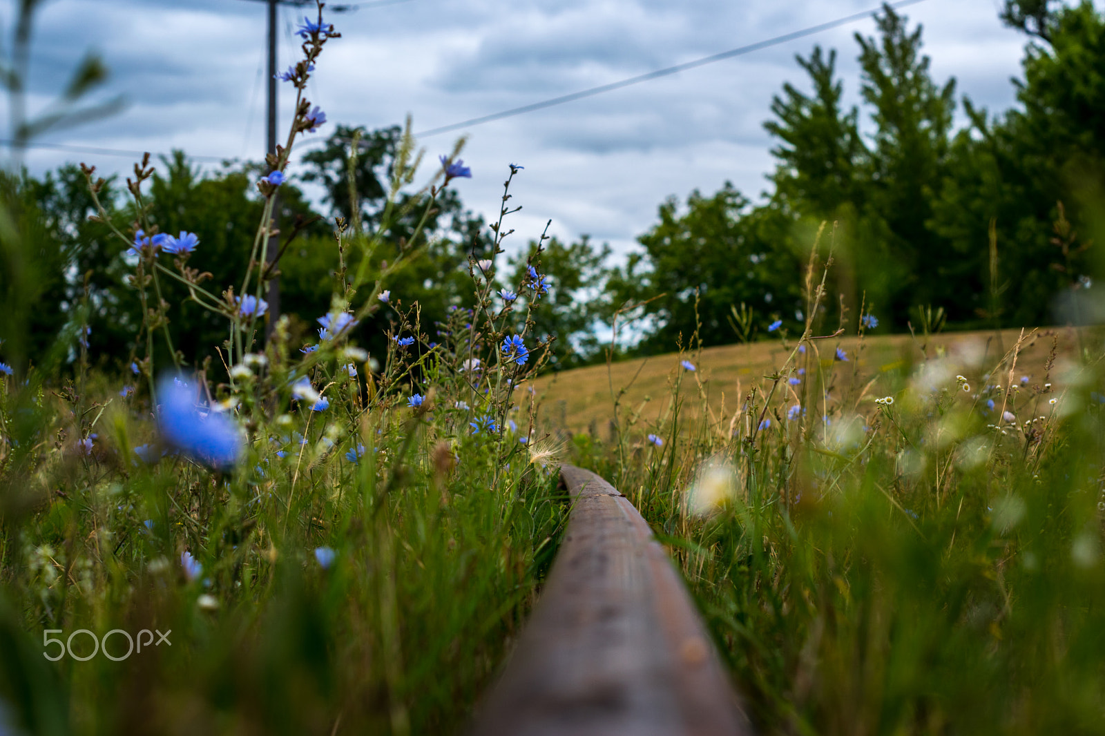 Nikon D5500 + Nikon AF-S Nikkor 50mm F1.4G sample photo. Overgrown train tracks photography