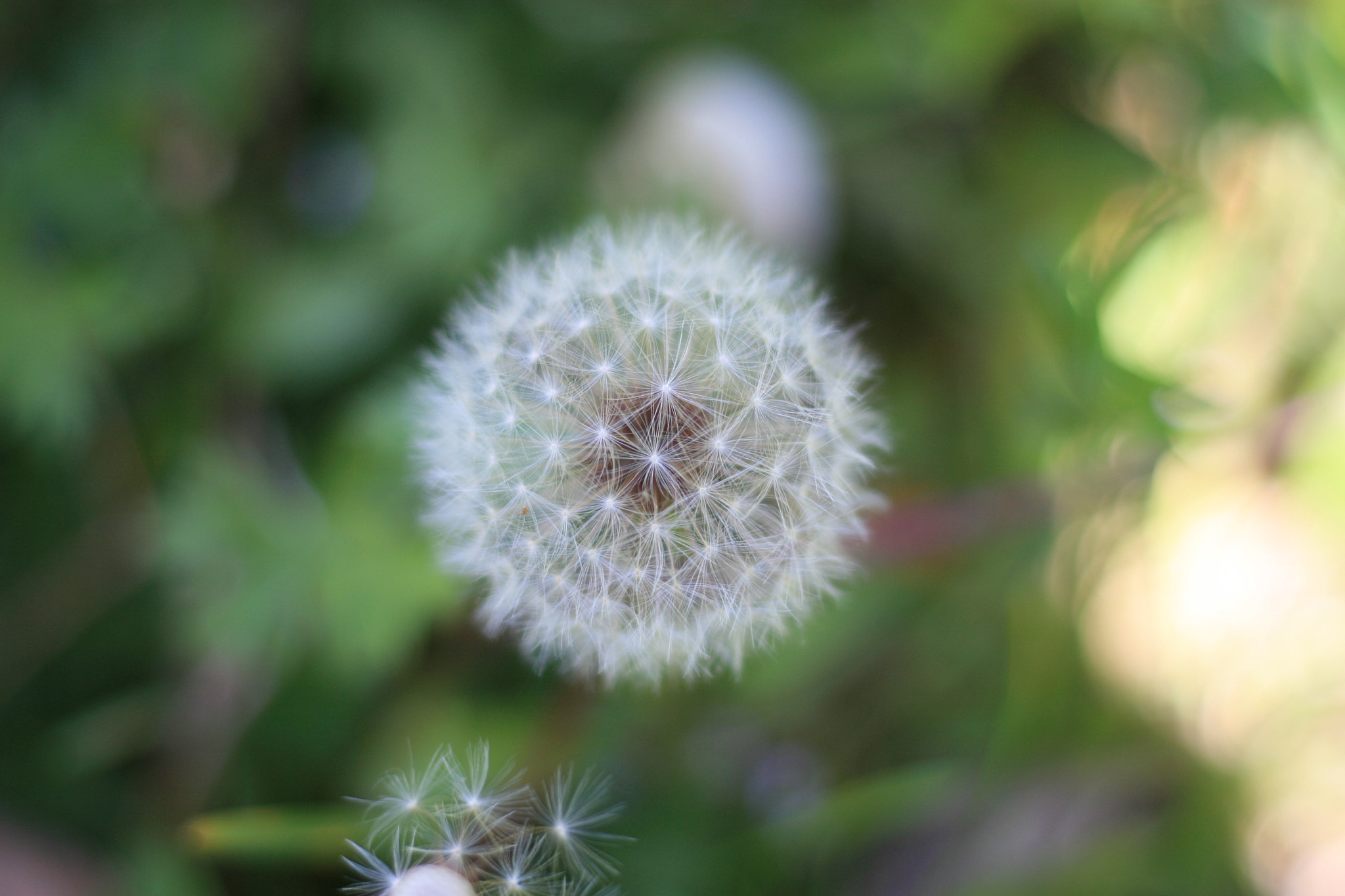 Canon EOS 30D + Canon EF 50mm F1.8 STM sample photo. Fluffy photography