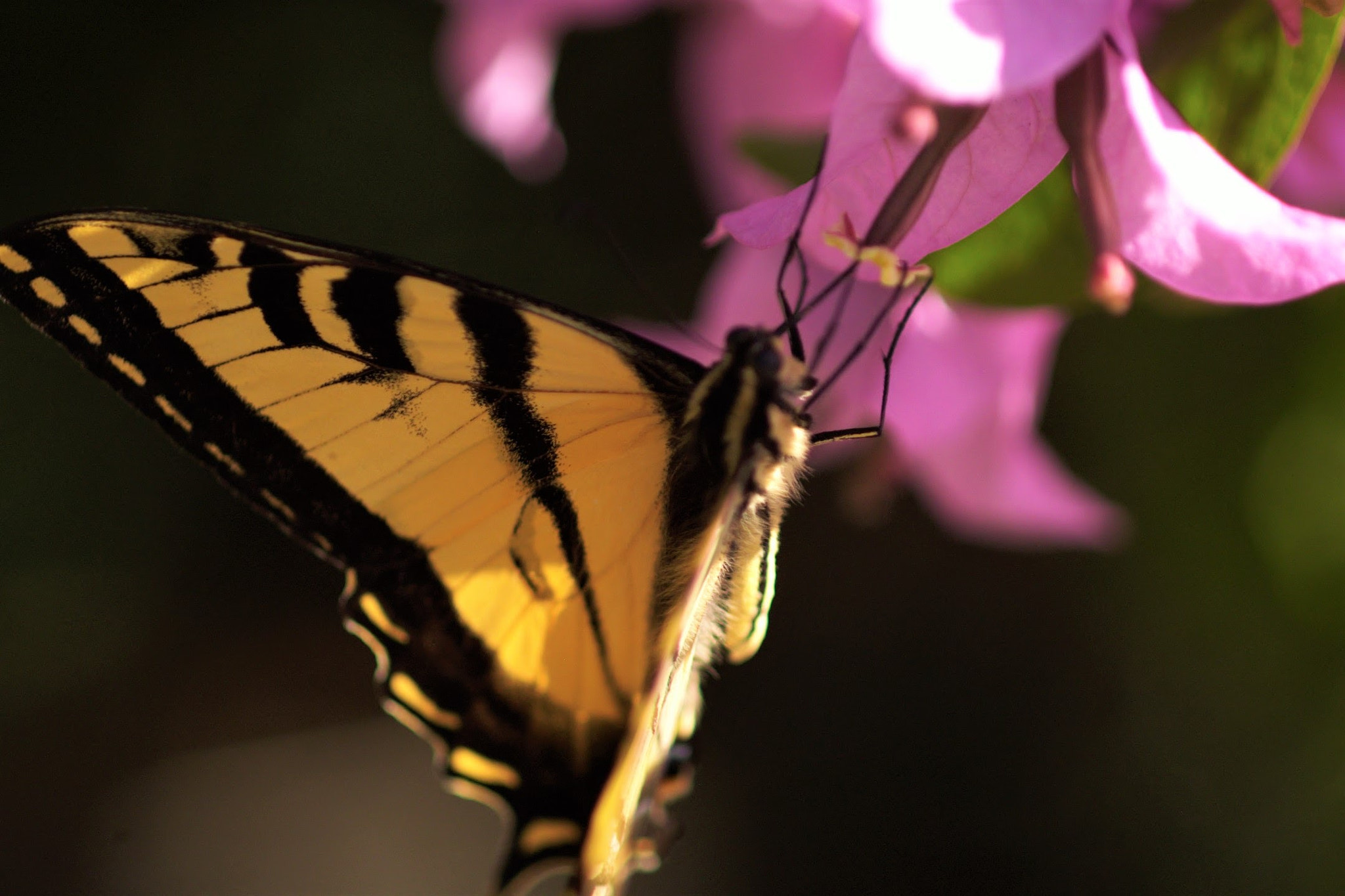 Canon EOS D30 sample photo. Friendly photography