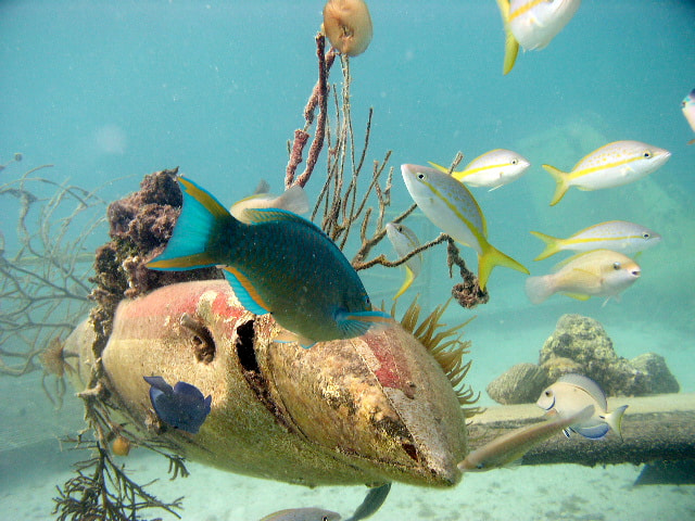 Olympus C4100Z,C4000Z sample photo. Underwater photography
