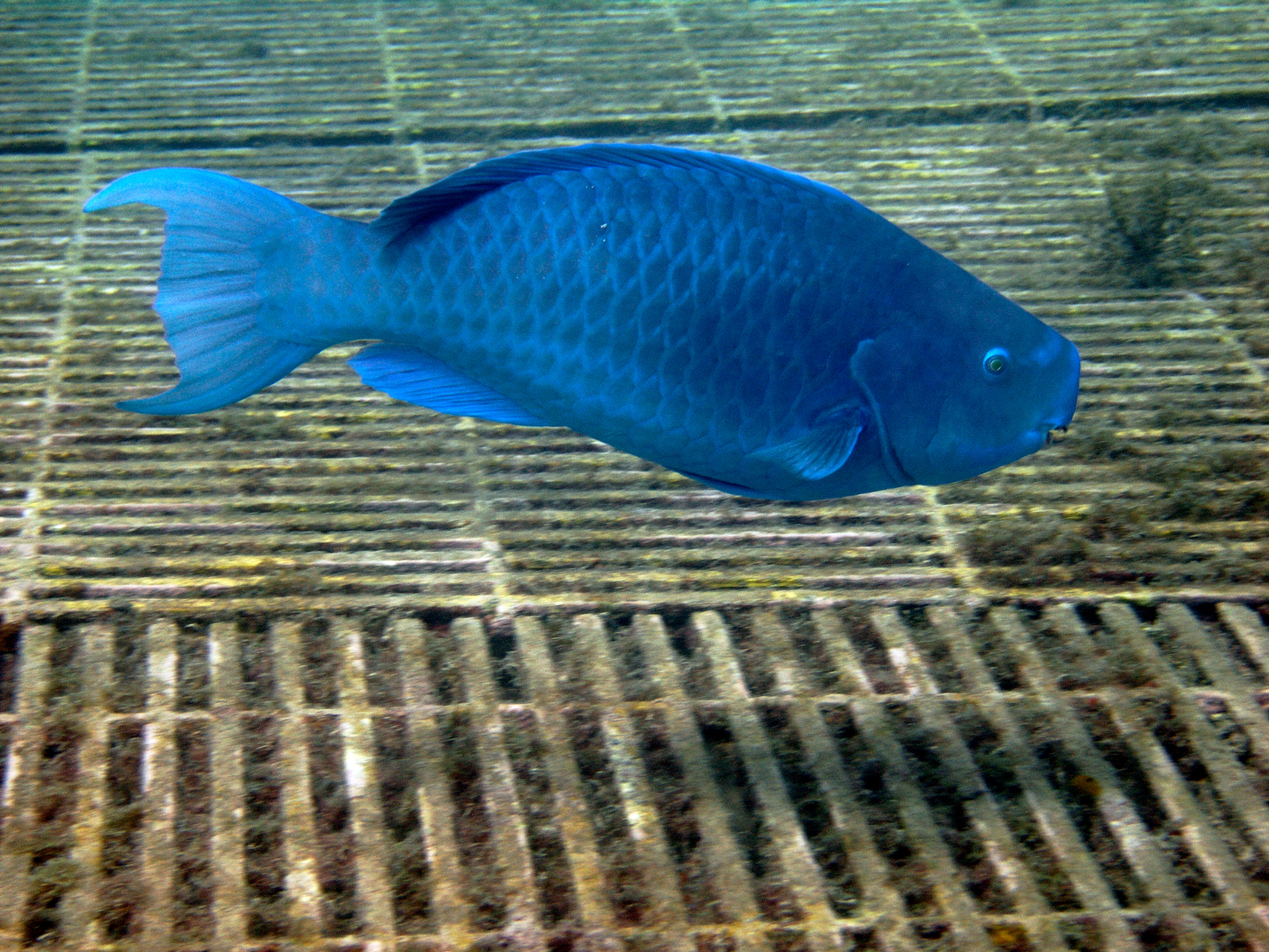 Olympus C7070WZ sample photo. Underwater photography