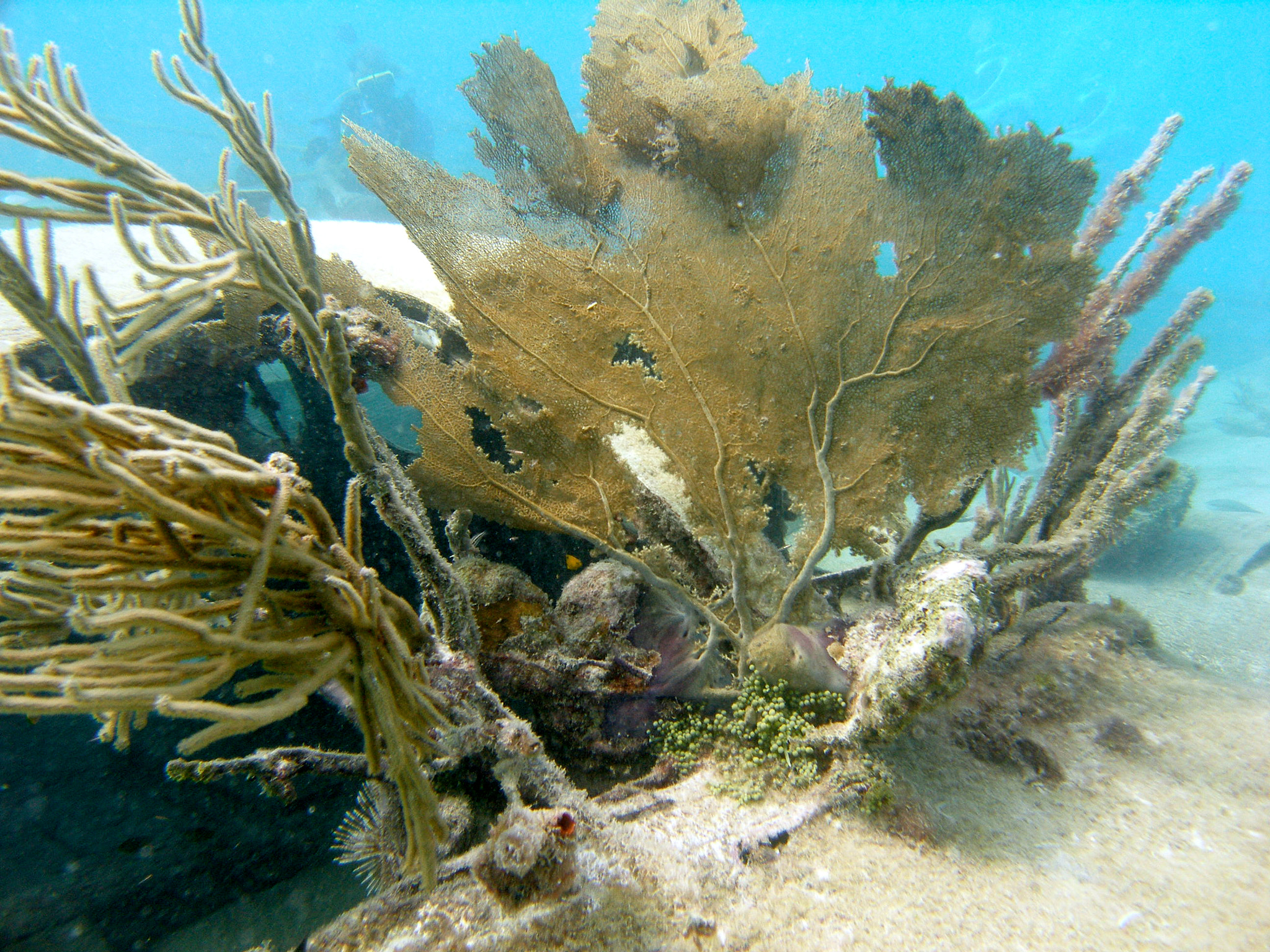 Olympus C7070WZ sample photo. Underwater photography