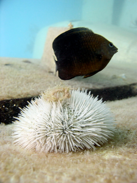 Olympus C4100Z,C4000Z sample photo. Underwater photography