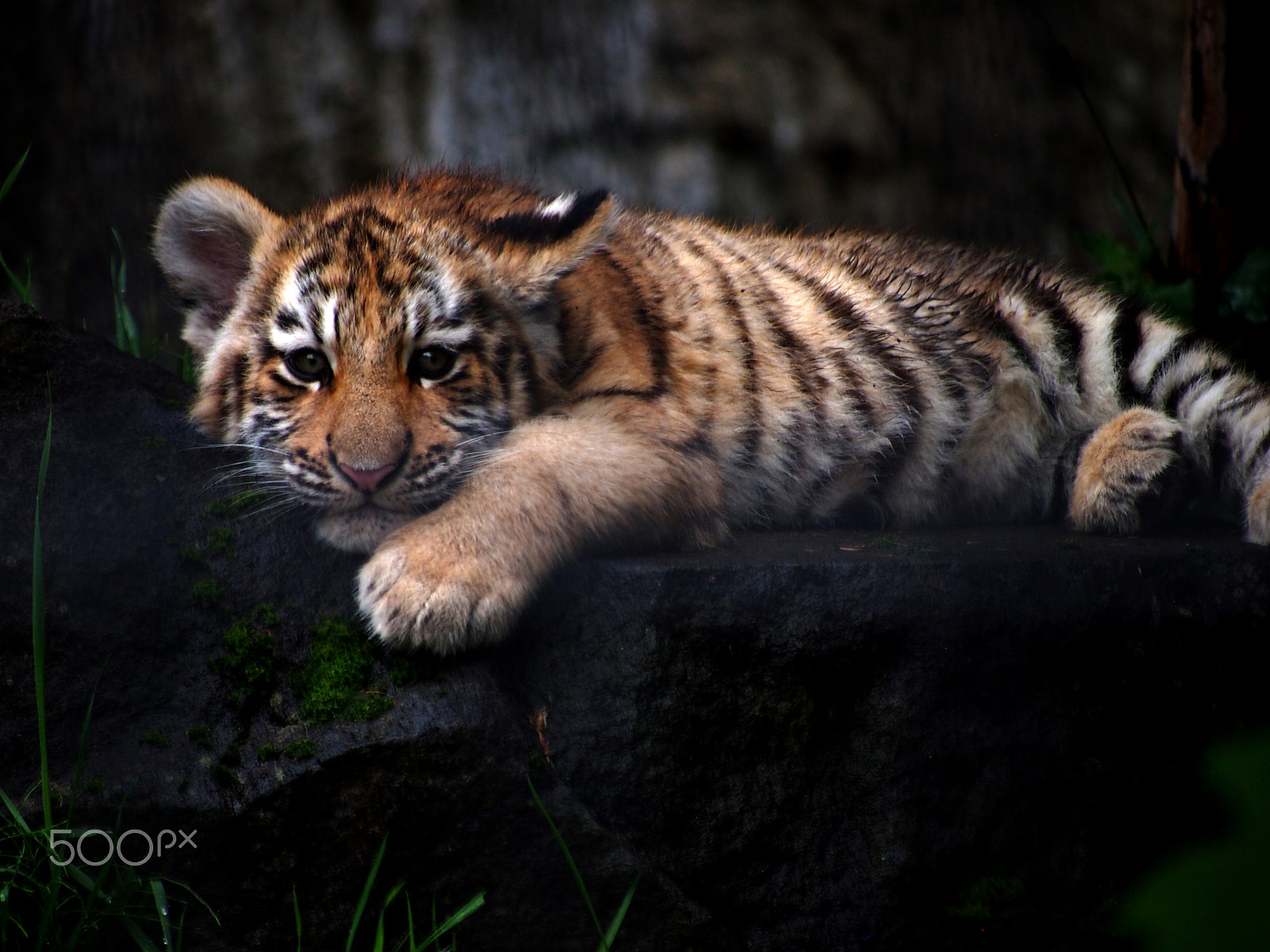 Olympus PEN E-PM1 + Panasonic Lumix G Vario 45-200mm F4-5.6 OIS sample photo. Tiger baby photography