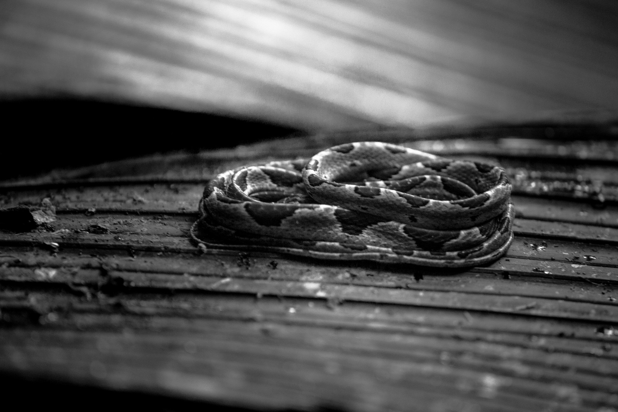 Nikon AF-S DX Micro-Nikkor 85mm F3.5G ED VR sample photo. Sleepy snake photography