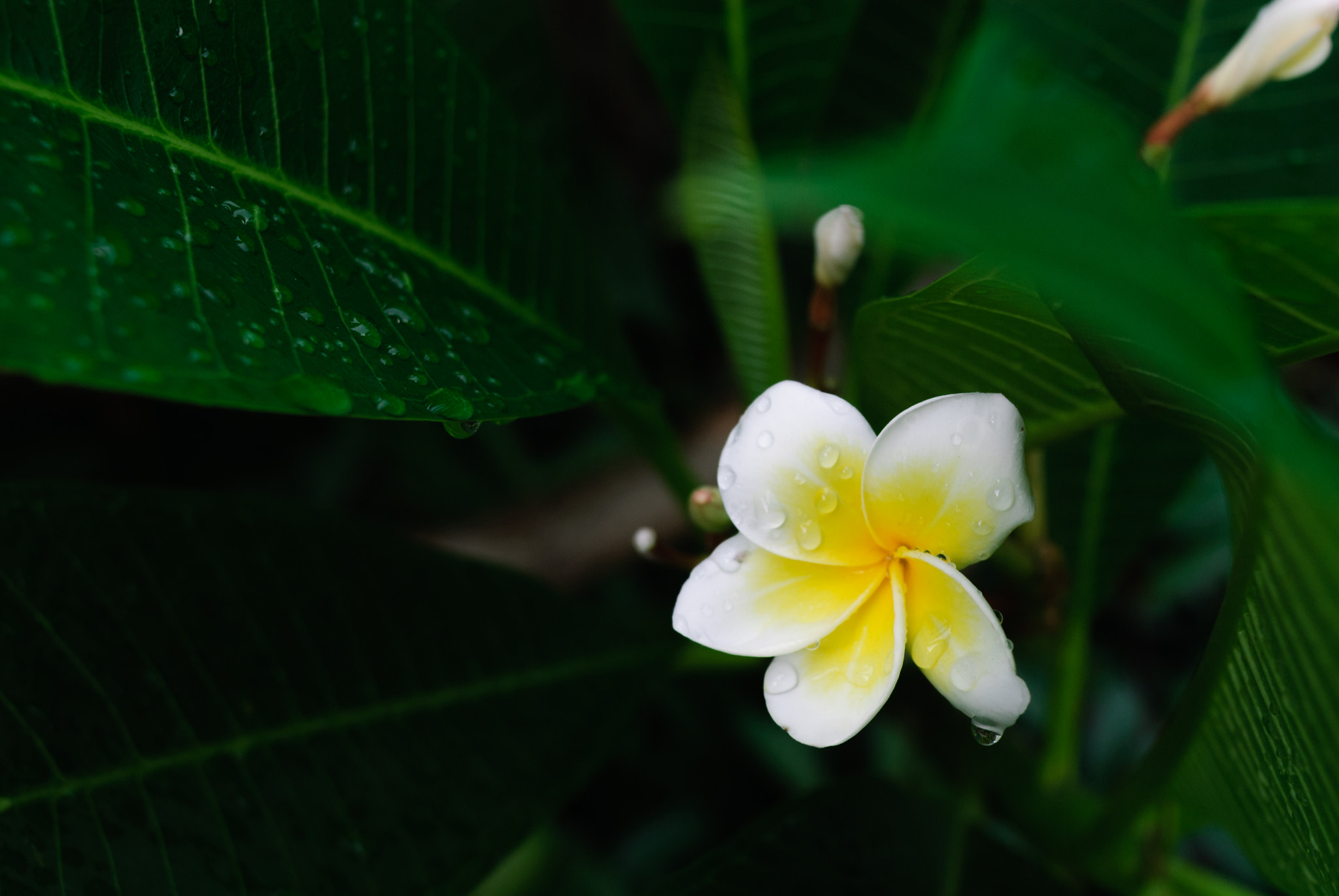 Nikon D200 sample photo. Plumerias photography