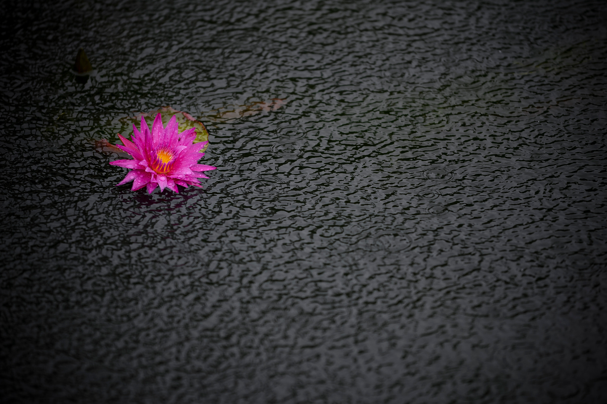 Nikon AF-S Nikkor 70-200mm F4G ED VR sample photo. Nymphaea photography