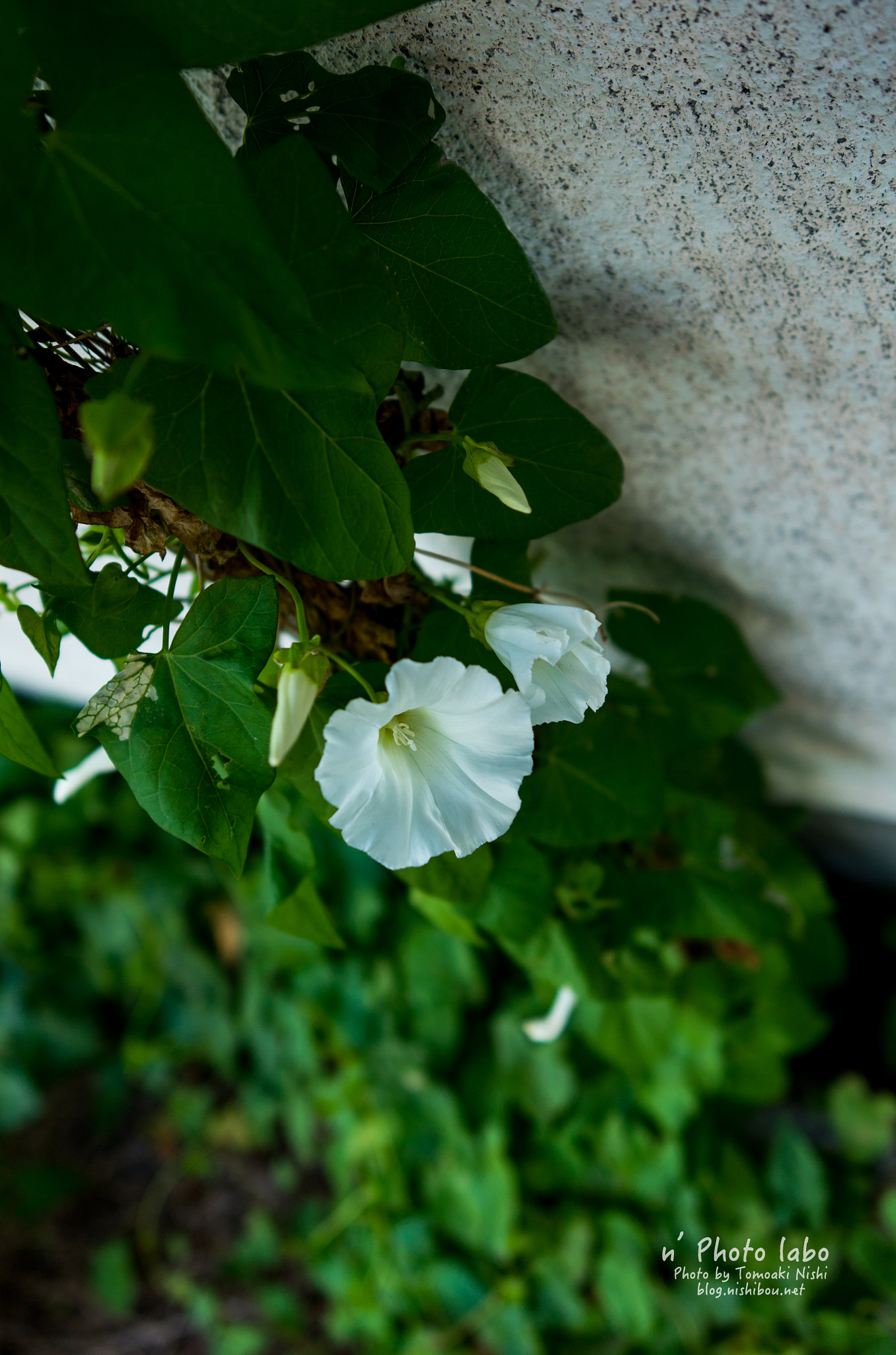 Leica T (Typ 701) + Summicron T 1:2 23 ASPH. sample photo. 朝顔夕顔 photography