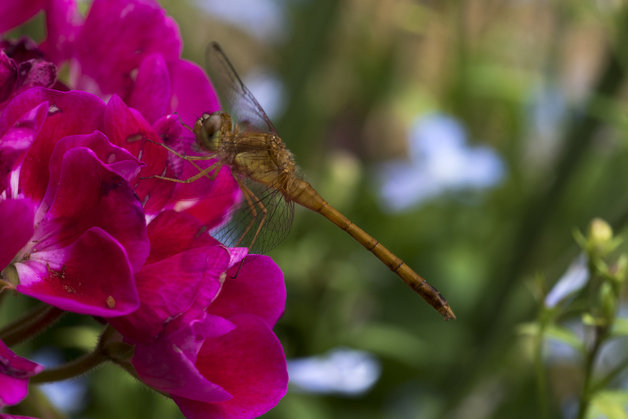 Sigma 150mm F2.8 EX DG Macro HSM sample photo. The flying dragon photography