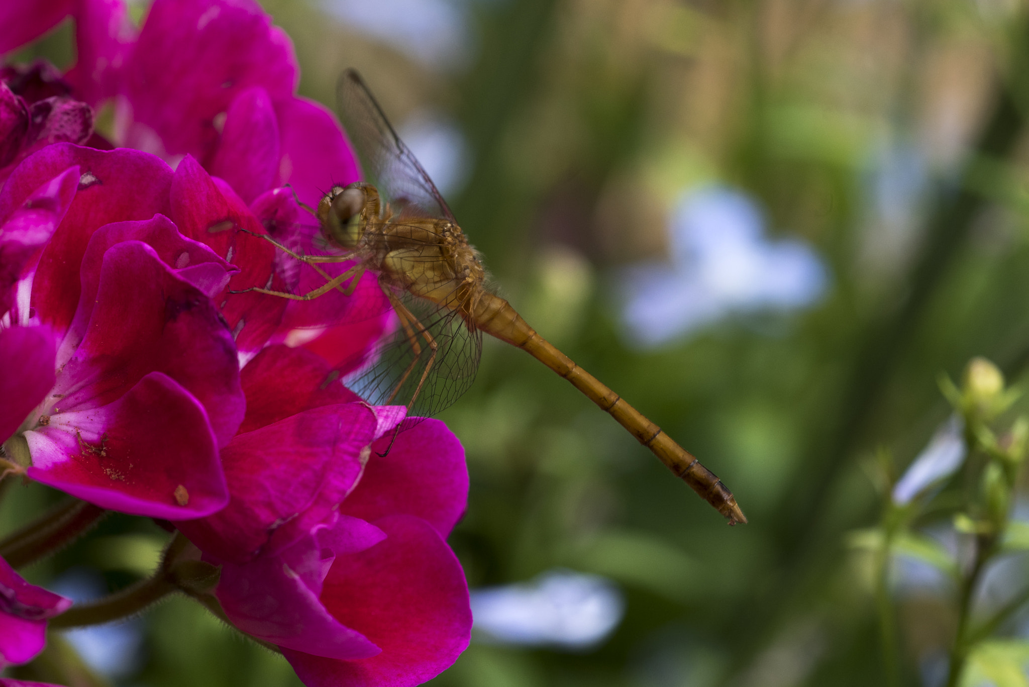 Nikon D750 + Sigma 150mm F2.8 EX DG Macro HSM sample photo. The flying dragon photography