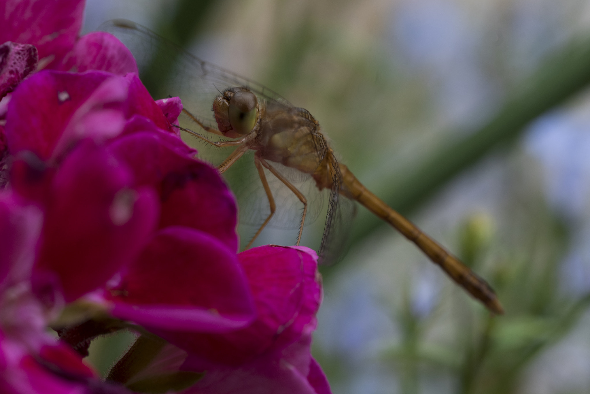 Nikon D750 + Sigma 150mm F2.8 EX DG Macro HSM sample photo. The flying dragon photography