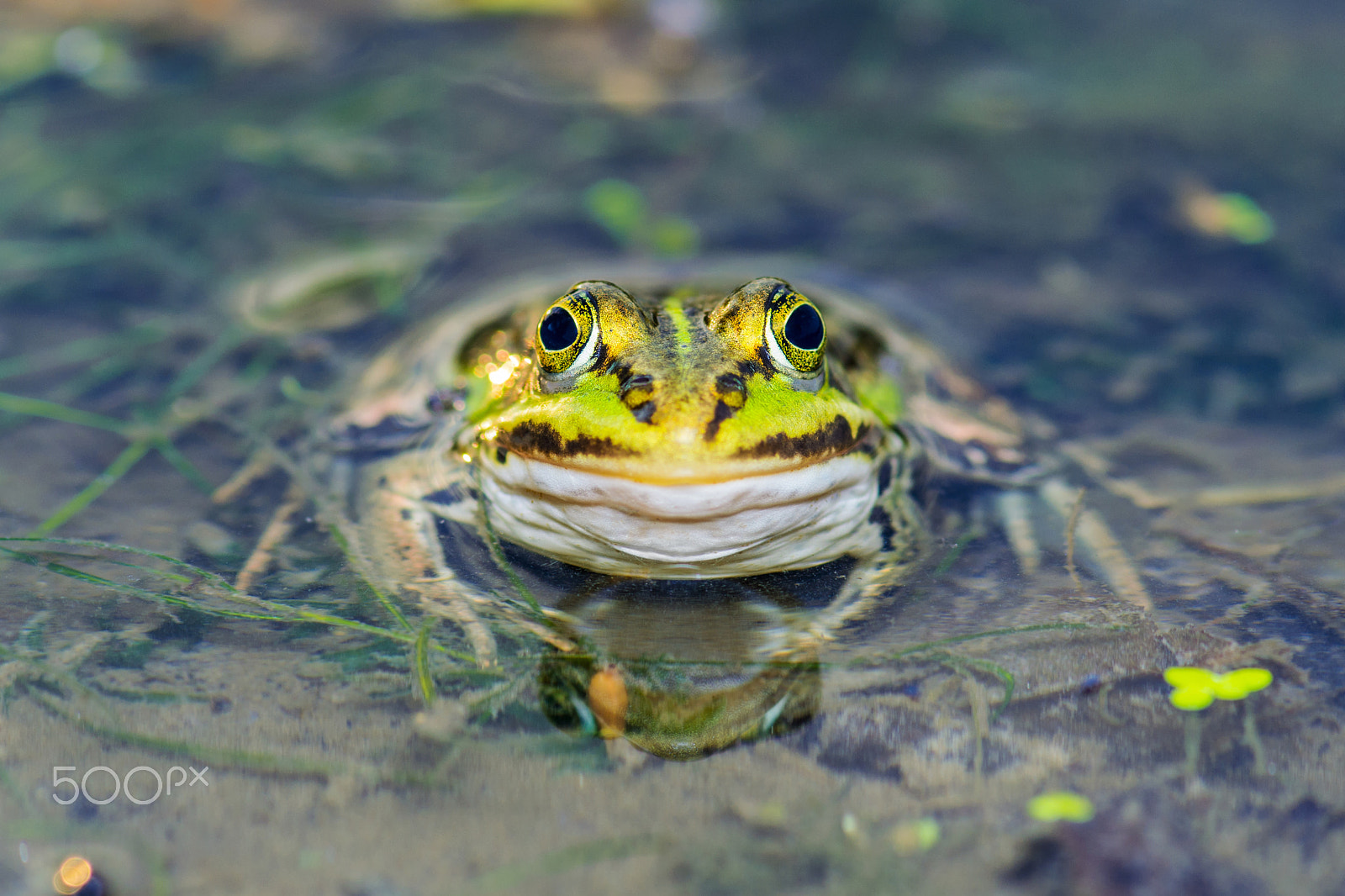 Pentax smc D-FA 100mm F2.8 Macro WR sample photo. Frog in pond photography