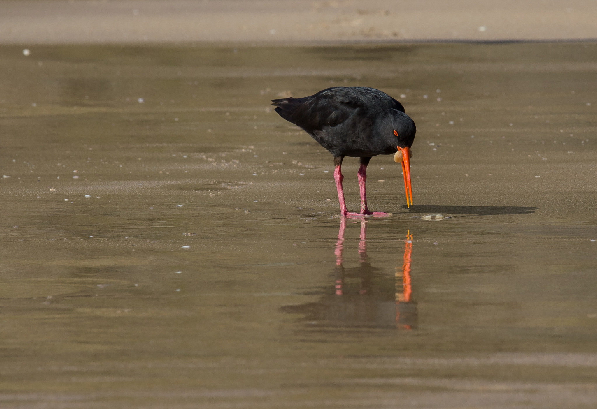 Canon EF 70-200mm F4L IS USM sample photo. New zealand variable oyster catcher enjoying lunch on shellfish photography