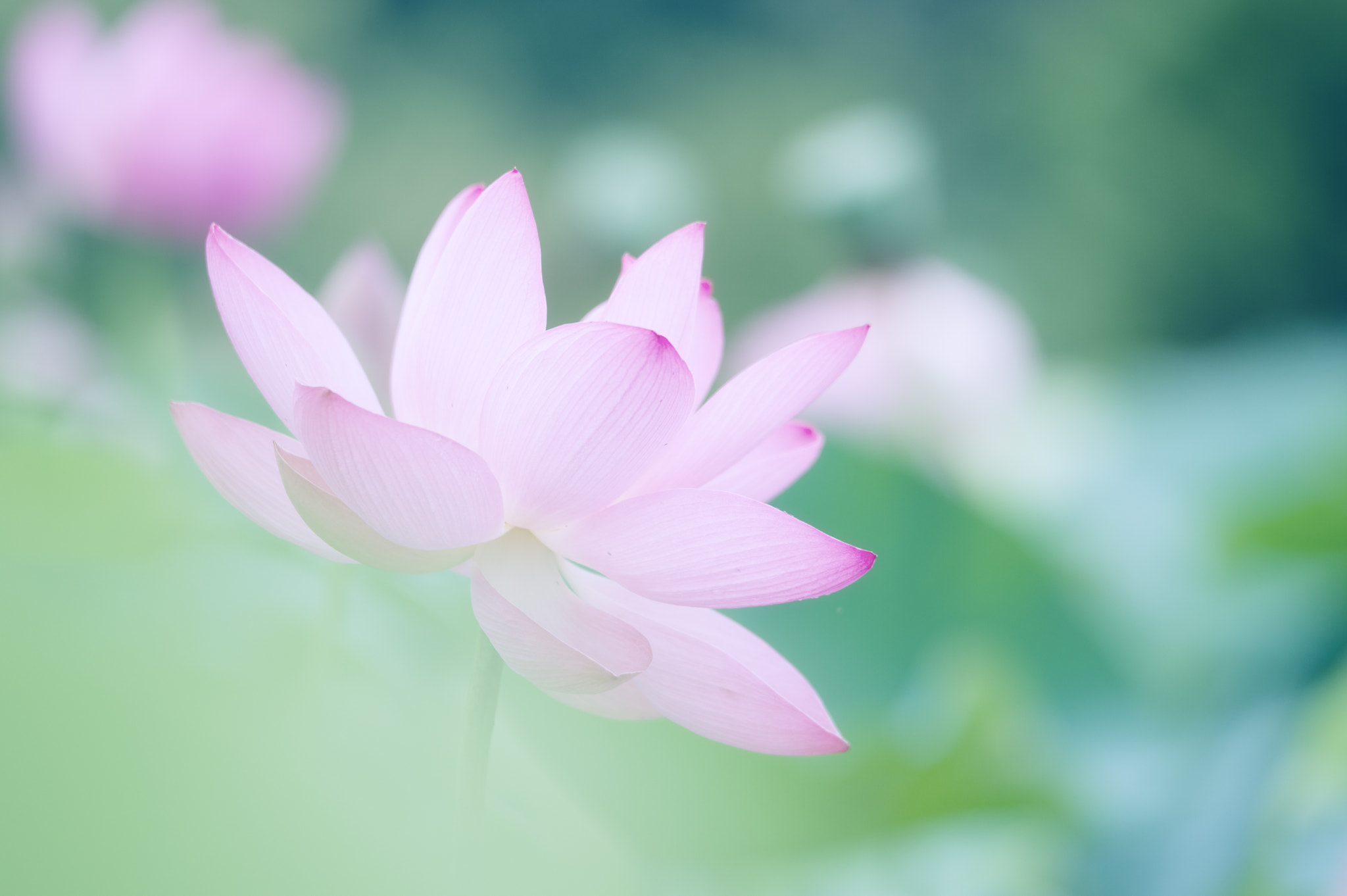 Pentax D FA* 70-200mm F2.8ED DC AW sample photo. ** photography