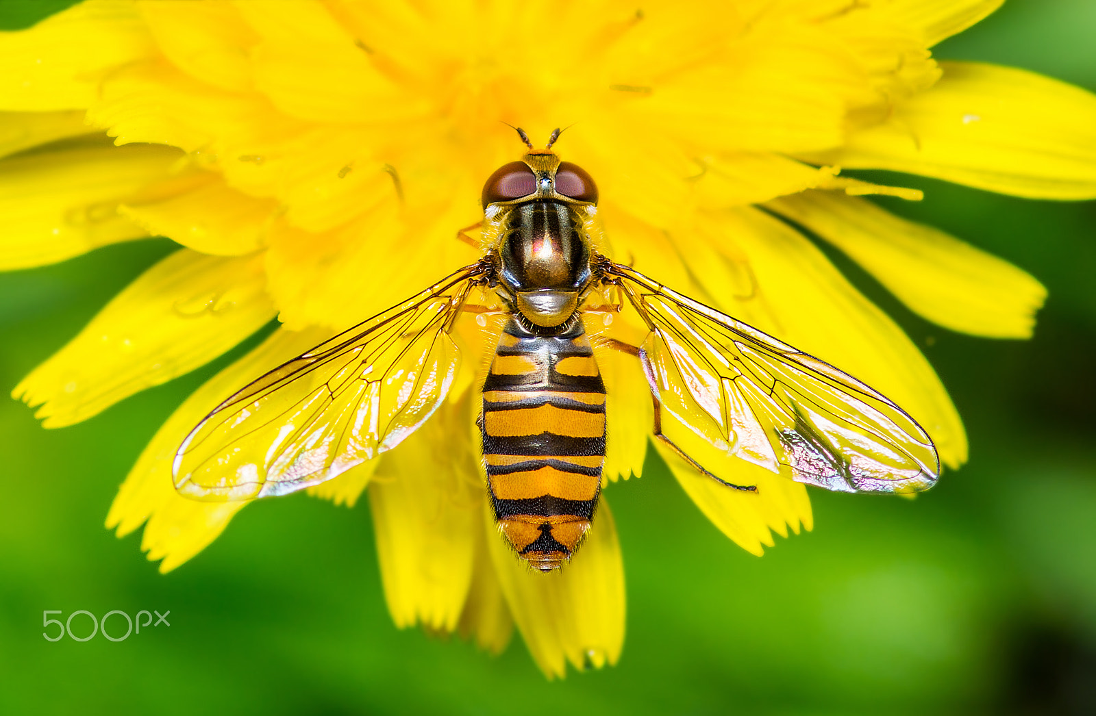 Pentax K-30 sample photo. Hoverfly on dandelion flower photography