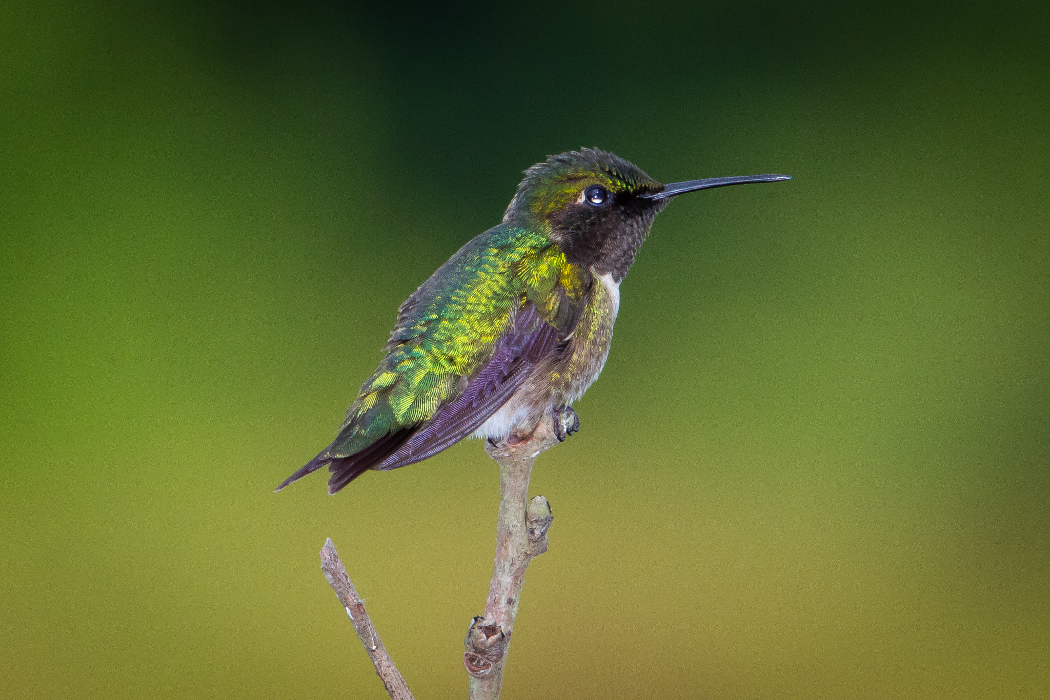 Canon EOS 5DS R + Canon EF 600mm F4L IS II USM sample photo. Little hummingbird photography
