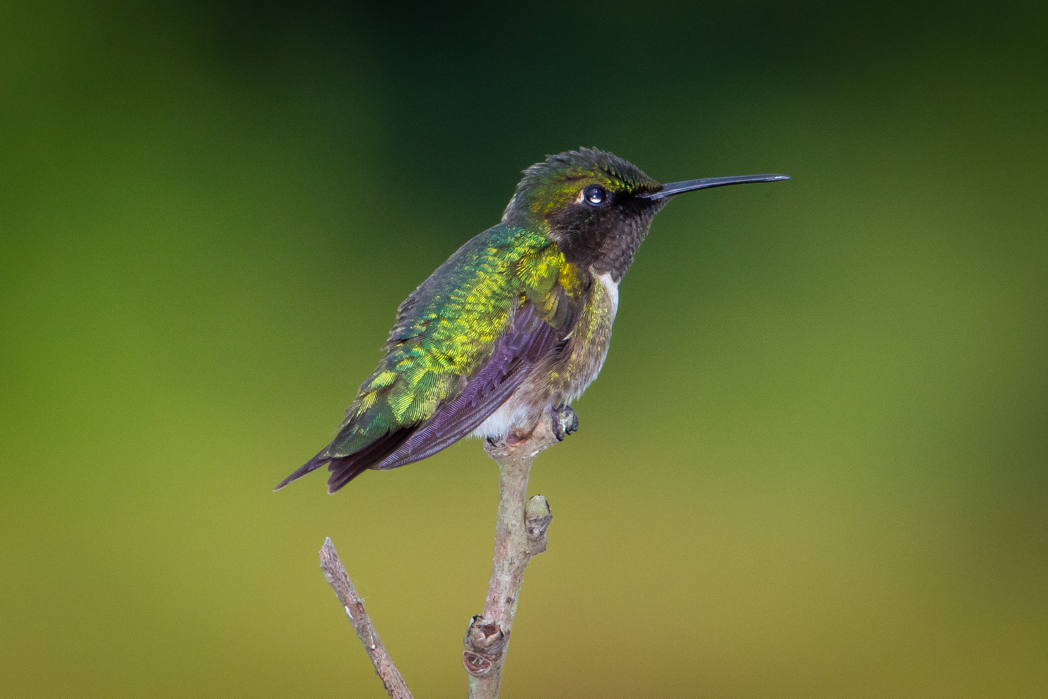 Canon EF 600mm F4L IS II USM sample photo. Little hummingbird photography