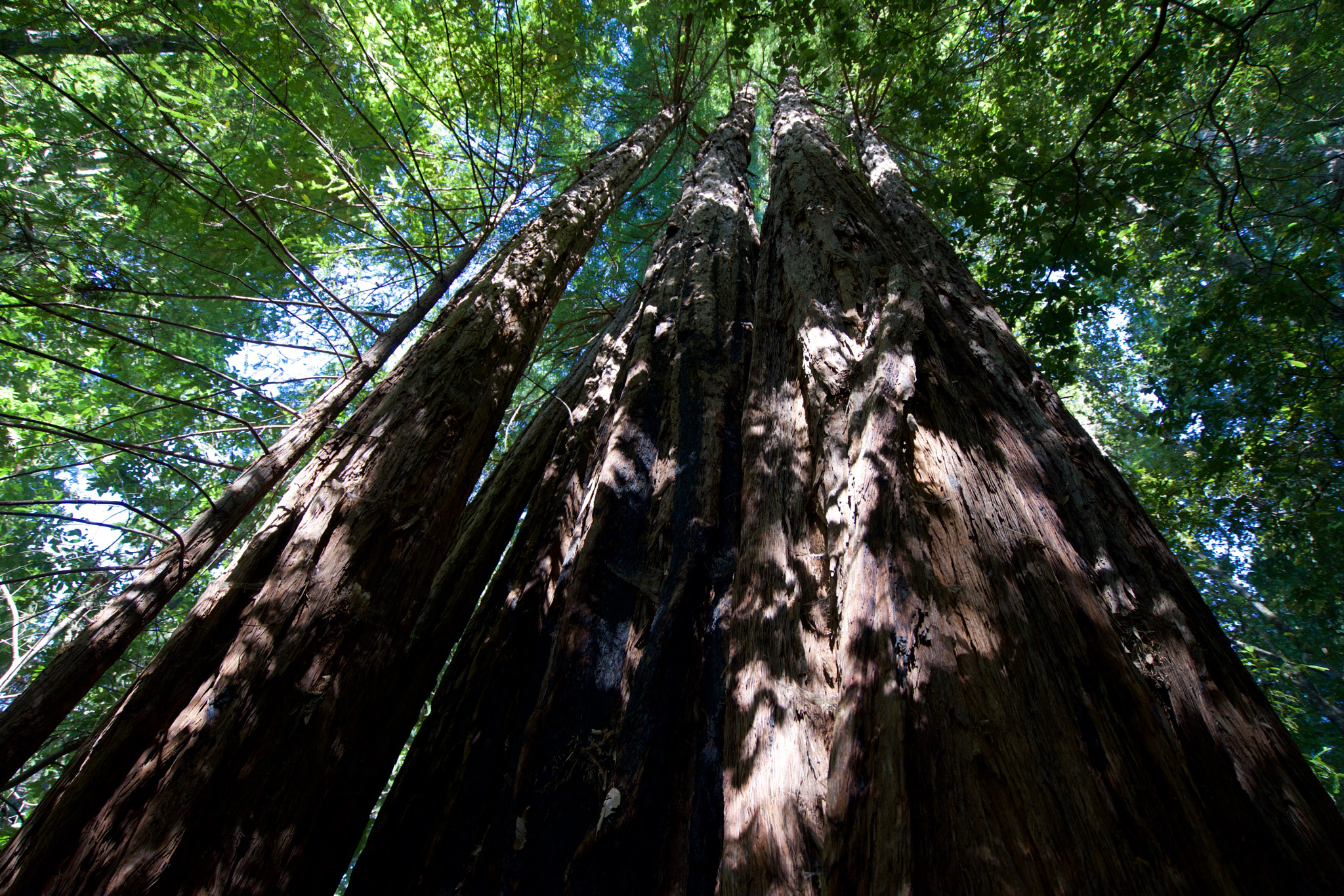 Sony a7 + Sony Vario-Tessar T* FE 16-35mm F4 ZA OSS sample photo. Portola redwoods state park photography