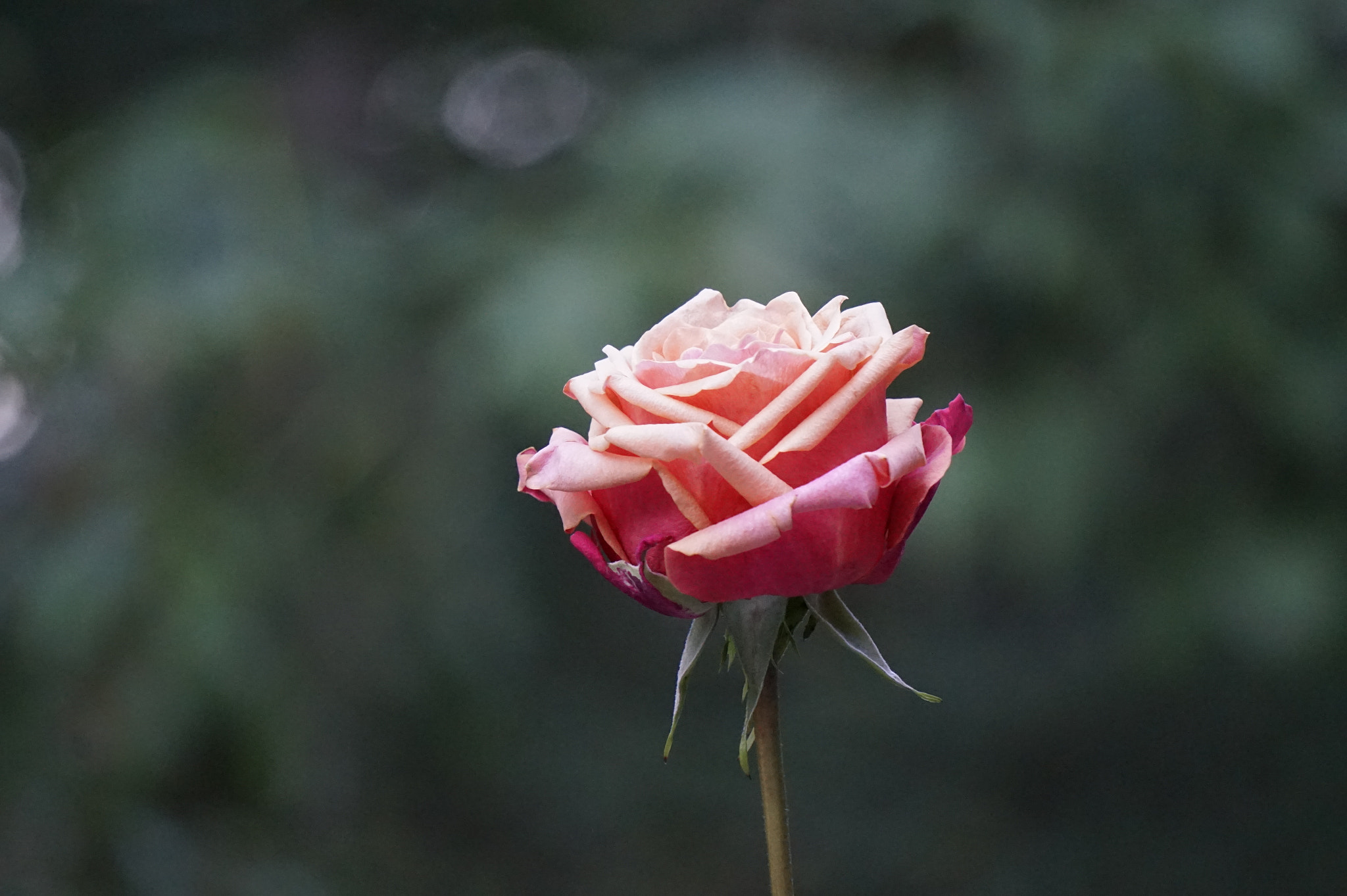 Sony E 55-210mm F4.5-6.3 OSS sample photo. Serenity photography