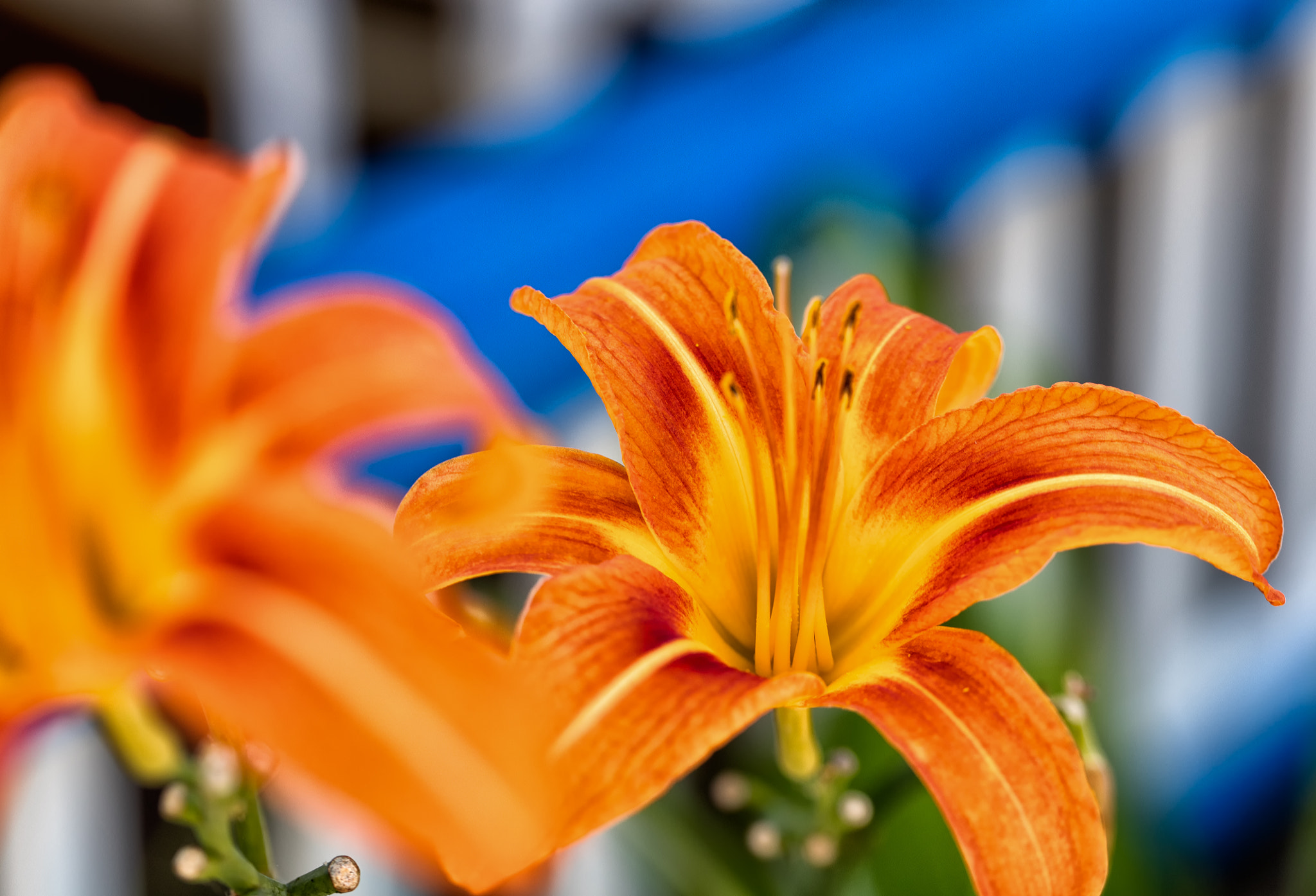 Canon EOS 5DS + Canon EF 100mm F2.8L Macro IS USM sample photo. Tiger lily photography