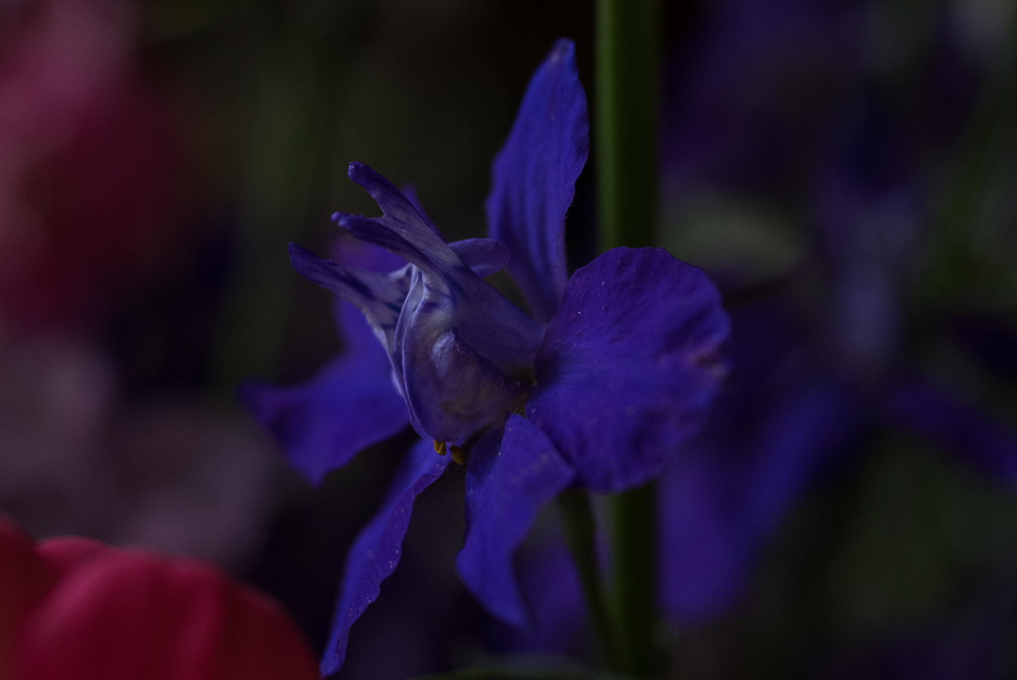 Pentax K-3 + smc PENTAX-FA Macro 50mm F2.8 sample photo. Larkspur photography