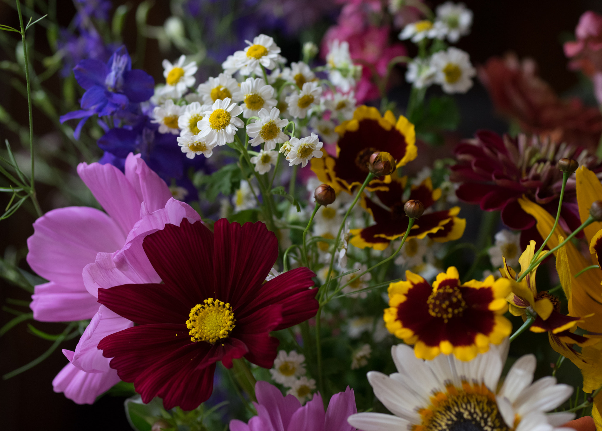 Pentax K-3 + smc PENTAX-FA Macro 50mm F2.8 sample photo. Flowers  photography