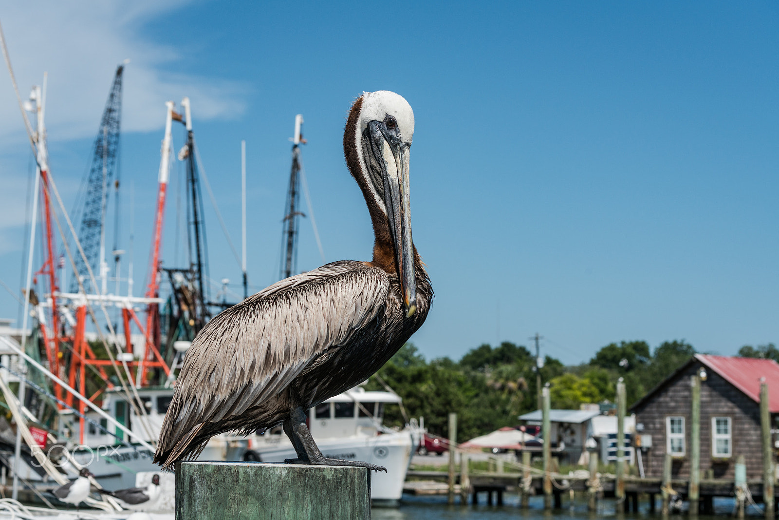 Sony a7R II + Sony 70-400mm F4-5.6 G SSM II sample photo. Pelican photography