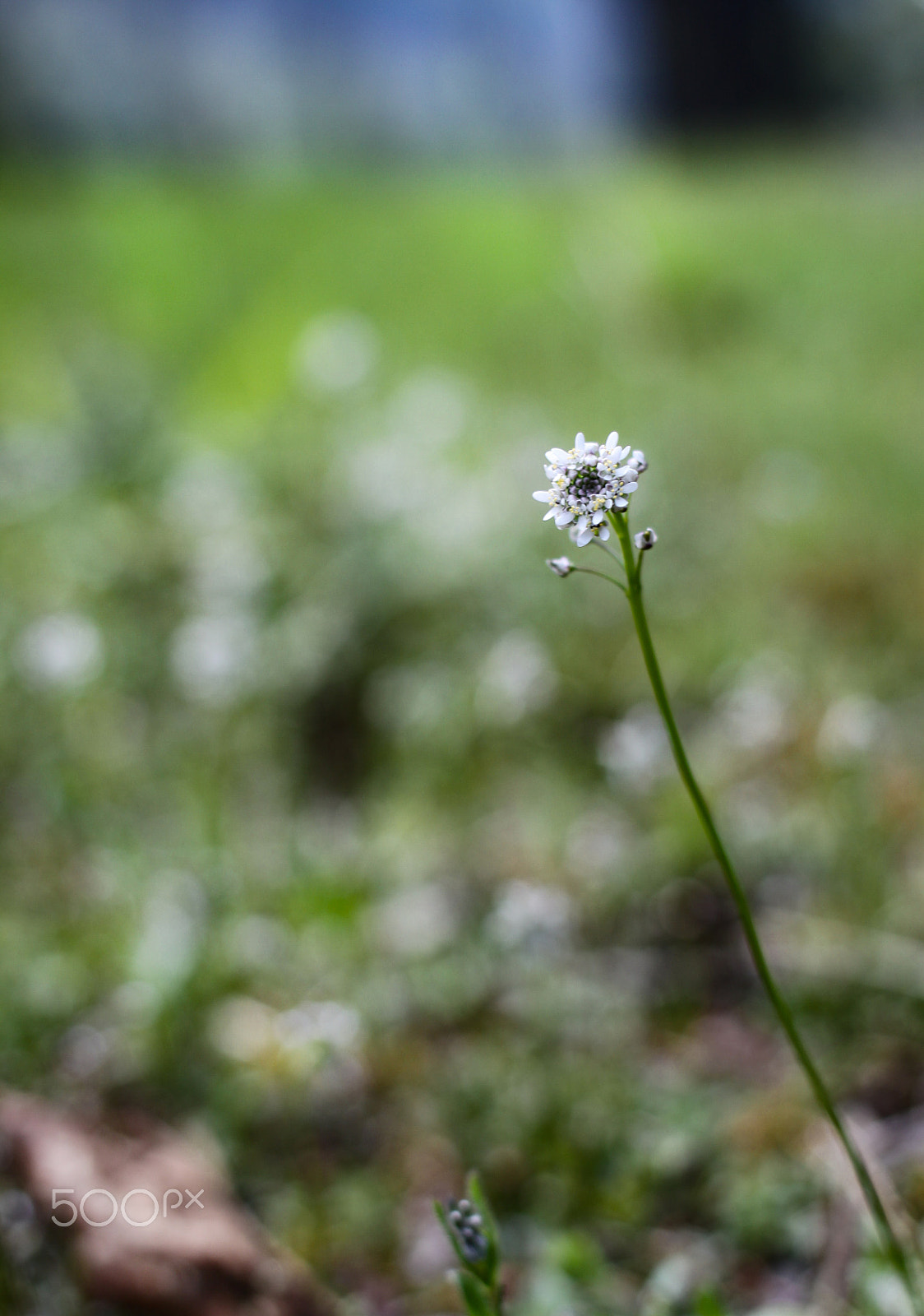 Canon EOS 50D + Canon EF 40mm F2.8 STM sample photo. Calamity jane photography