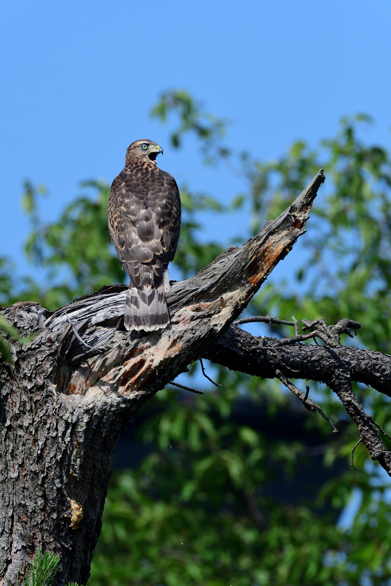 Nikon D500 + Sigma 500mm F4.5 EX DG HSM sample photo. Young bird of goshawk photography