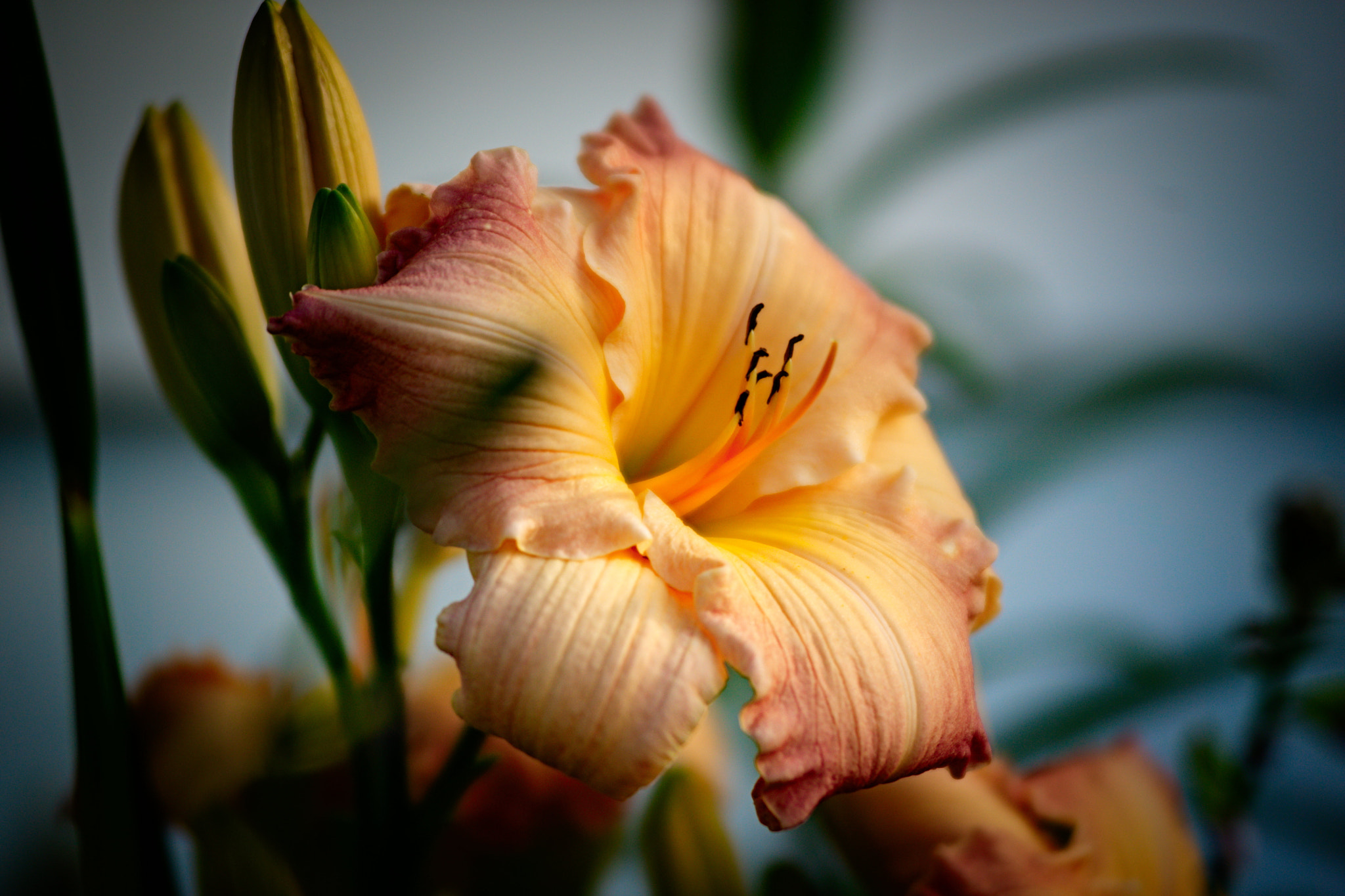 AF Zoom-Nikkor 80-200mm f/2.8 ED sample photo. Lily photography