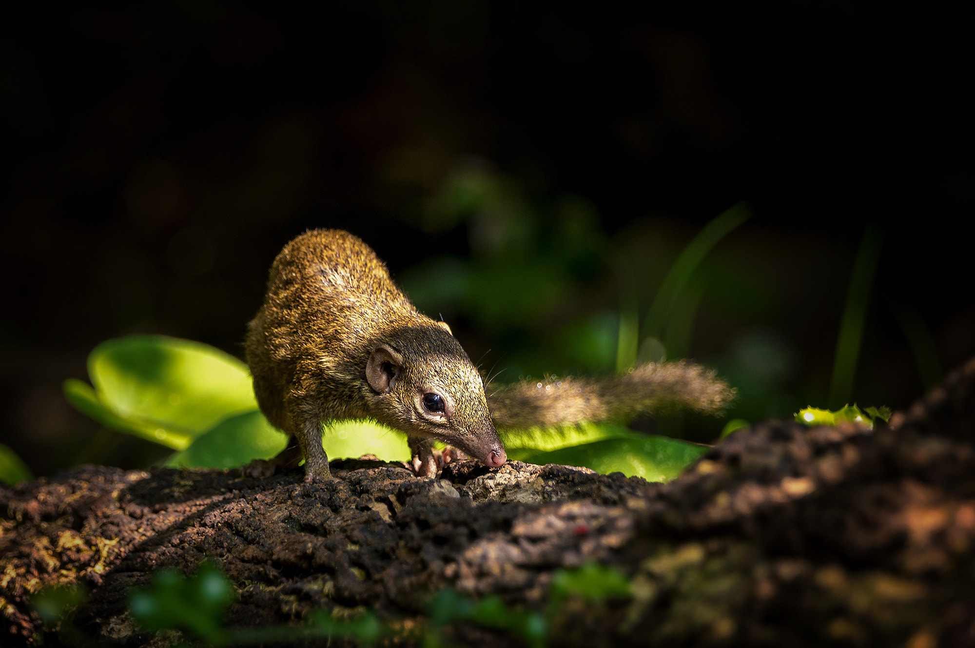 Sony 70-400mm F4-5.6 G SSM II sample photo. Northern treeshrew photography