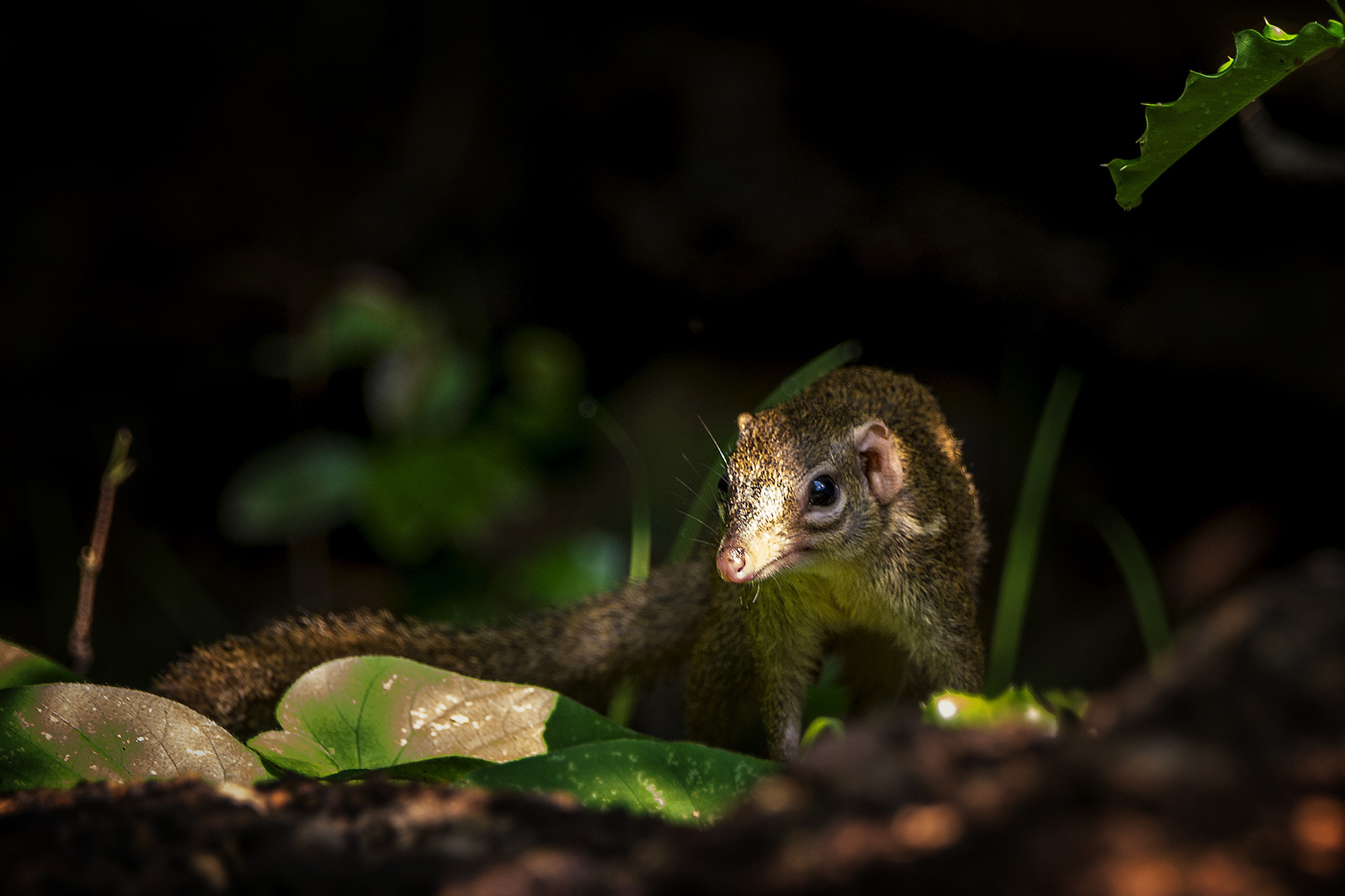 Sony 70-400mm F4-5.6 G SSM II sample photo. Northern treeshrew photography