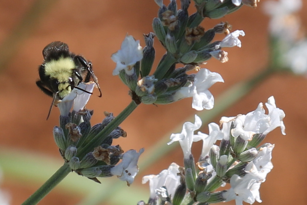 Canon EOS 760D (EOS Rebel T6s / EOS 8000D) sample photo. Bumble bee in lavender photography