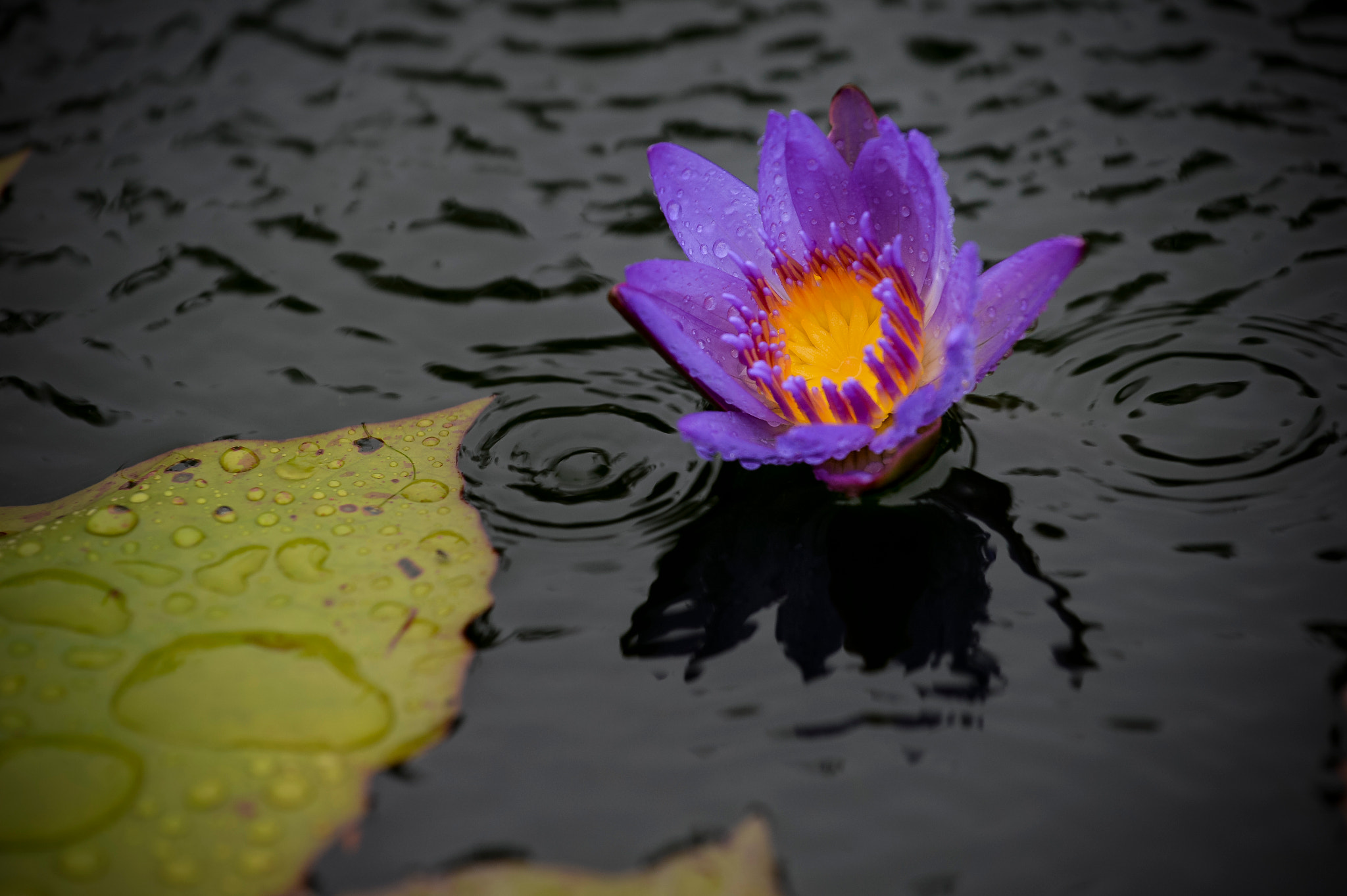 Nikon AF-S Nikkor 70-200mm F4G ED VR sample photo. Nymphaea photography