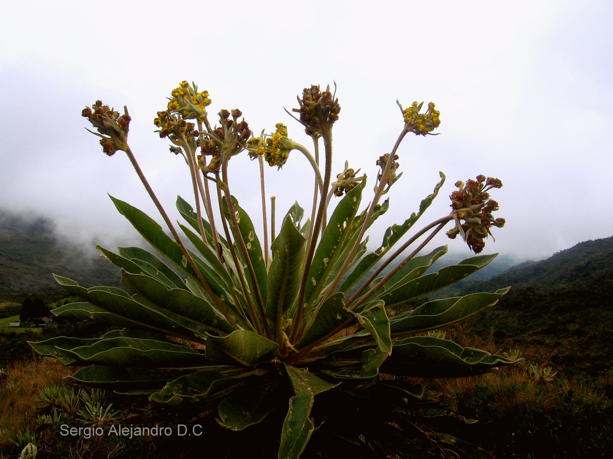 Canon POWERSHOT A520 sample photo. Frailejon photography